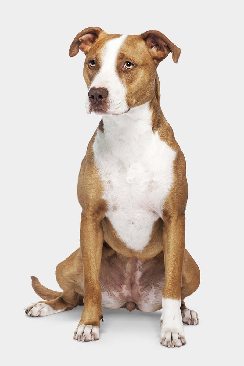 Pitbull Dog Image. Free Photo, PNG