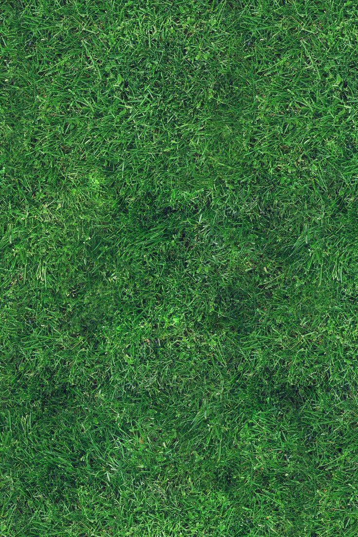 Green Grass Garden Photography. Grass