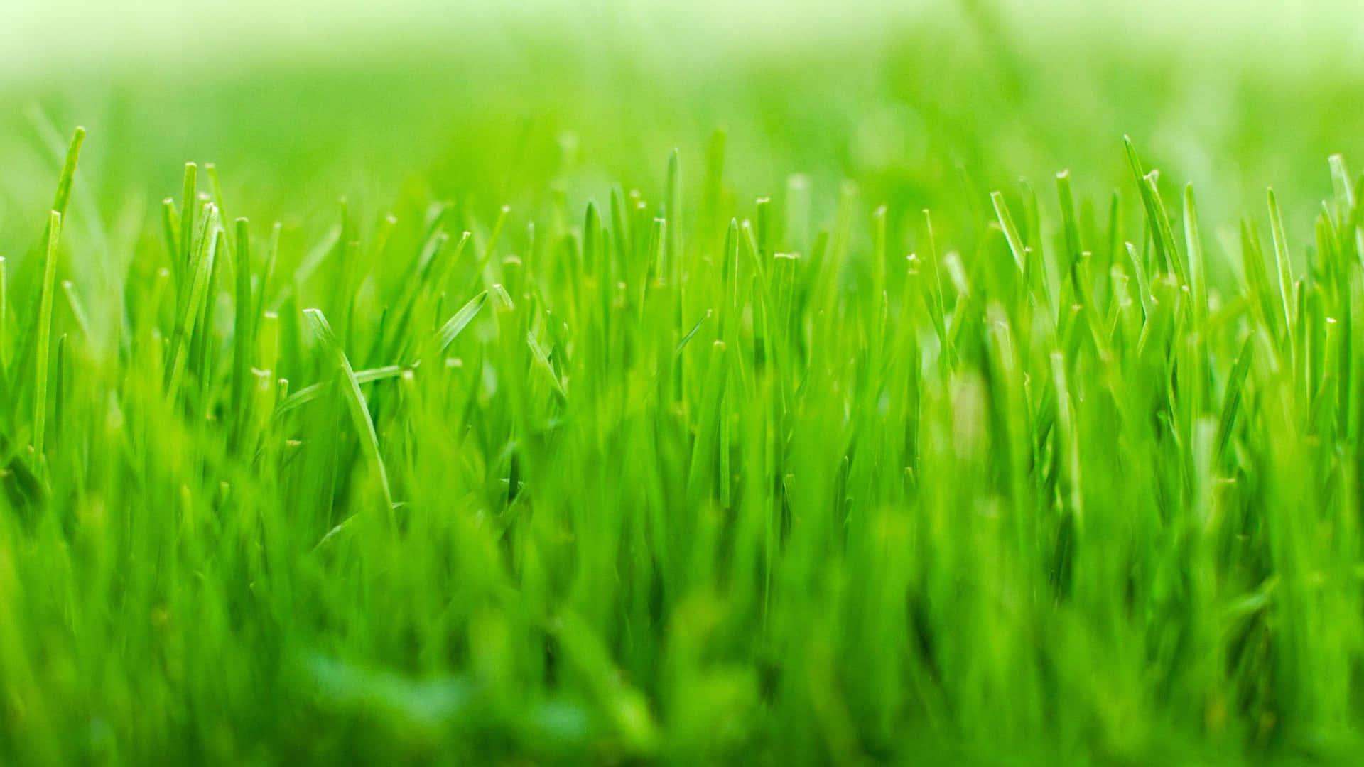vibrant green grass background