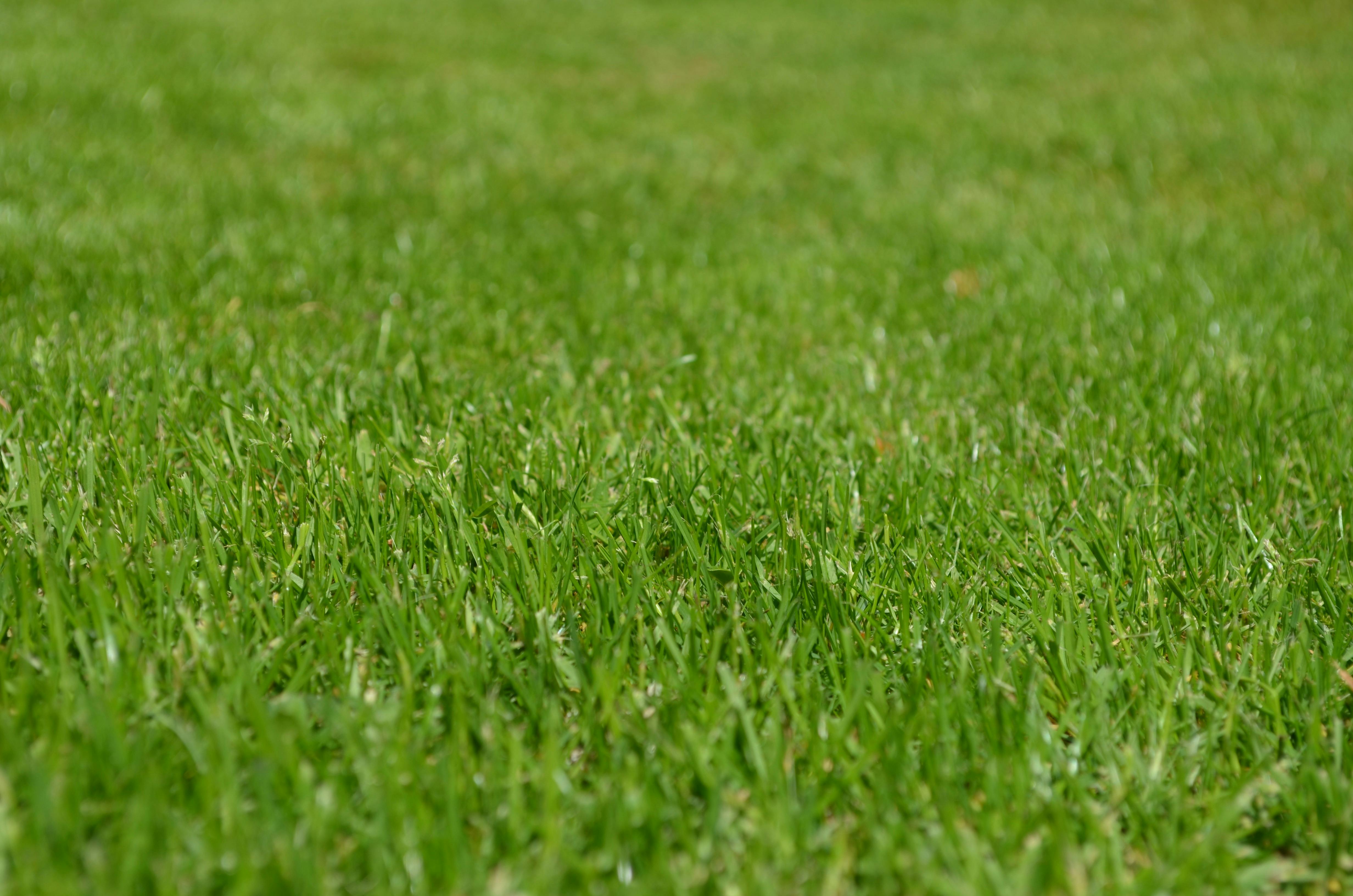 Grass Photo, Download The BEST Free
