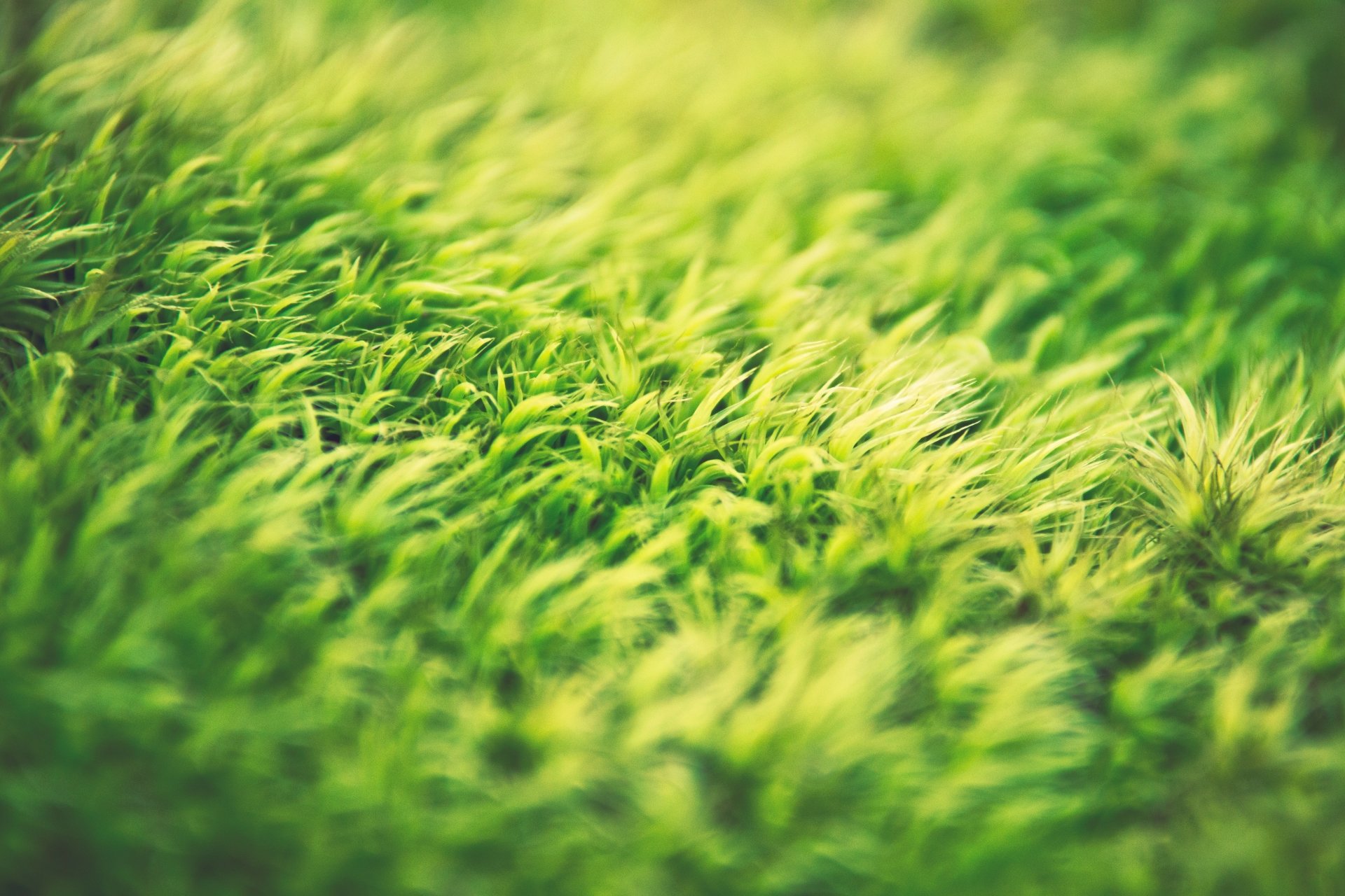 Nature Grass 4k Ultra HD Wallpaper