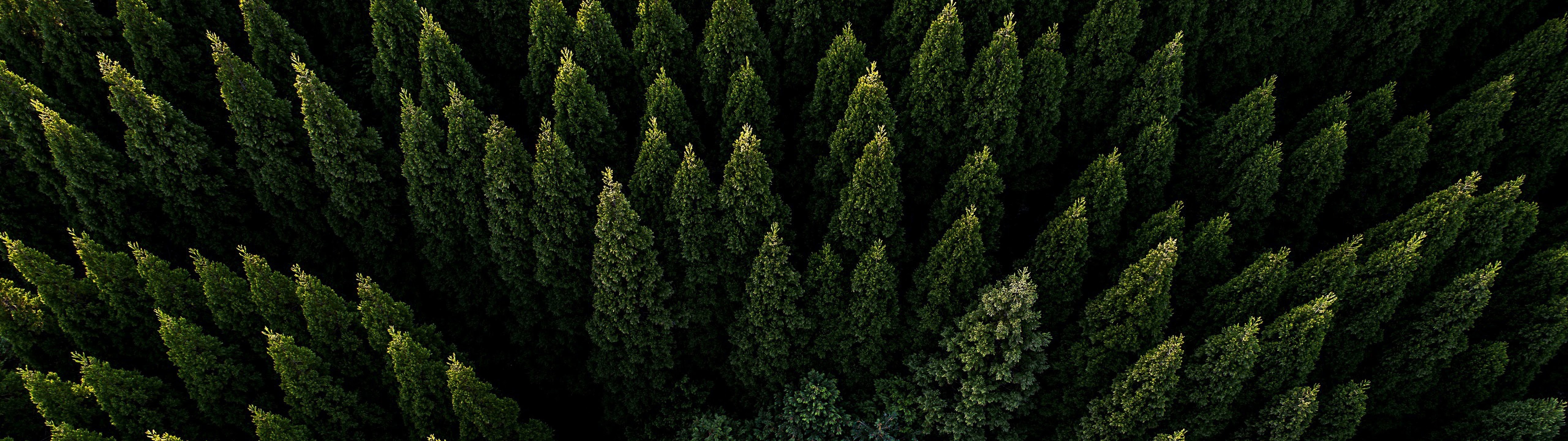 Forest Nature Aerial View Scenery 4K