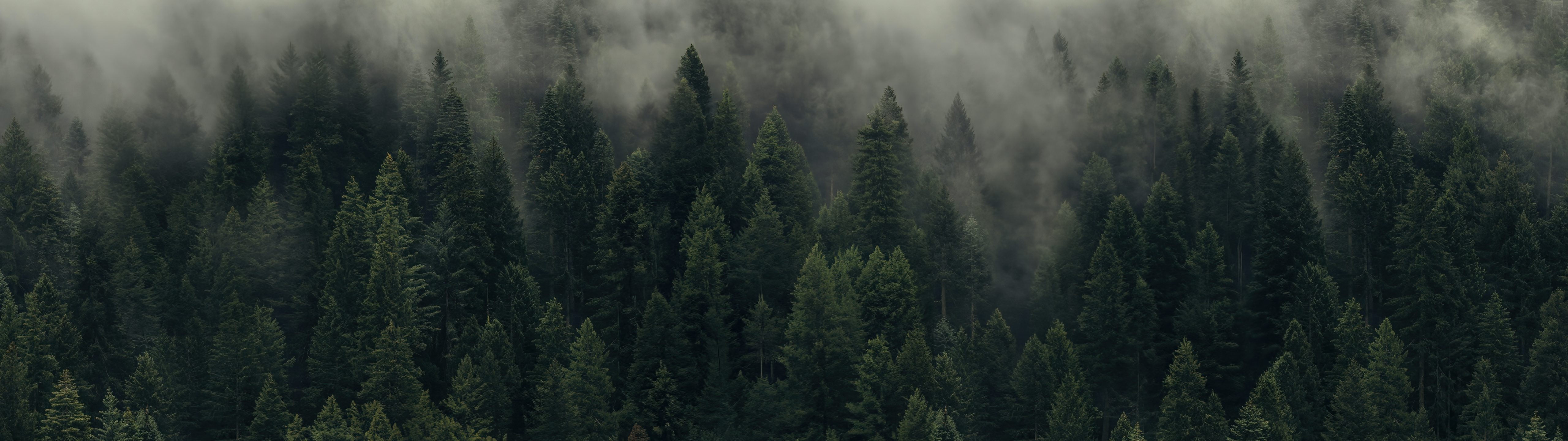 Trees Nature Landscape Ultrawide Wide