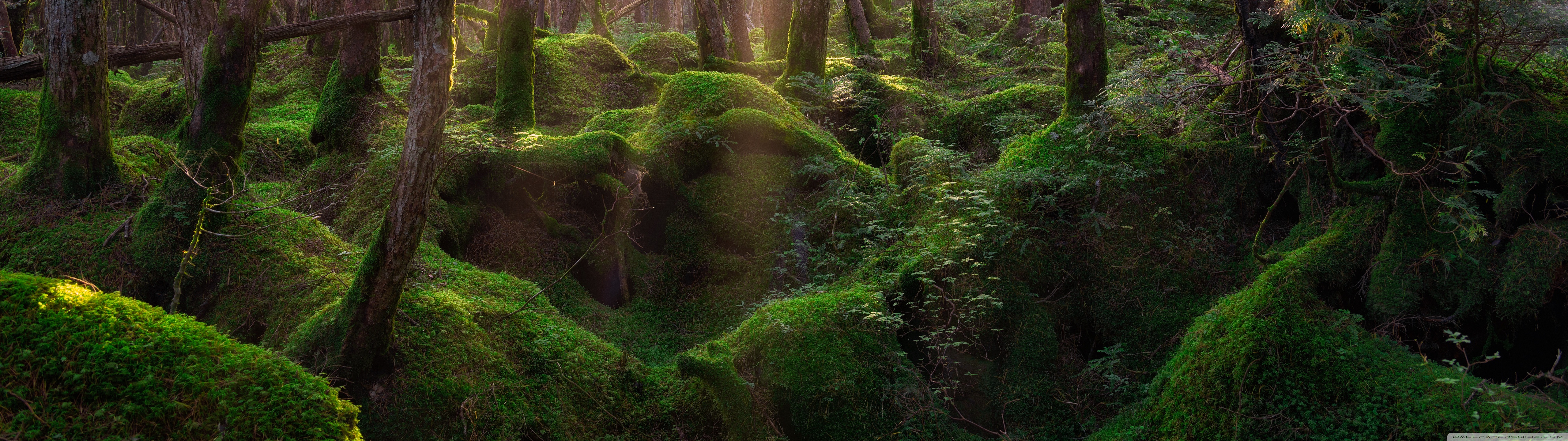 Pine Forest Sunrise Ultra HD Desktop