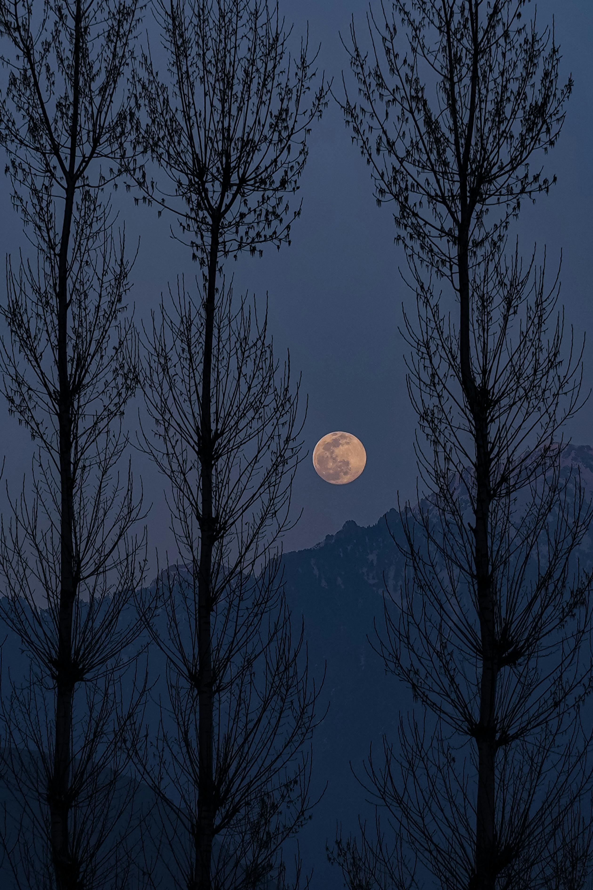 Full Moon Behind Trees Photo, Download
