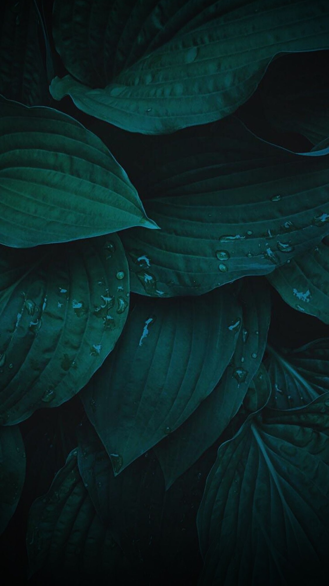 Green Minimalist iPhone Wallpaper