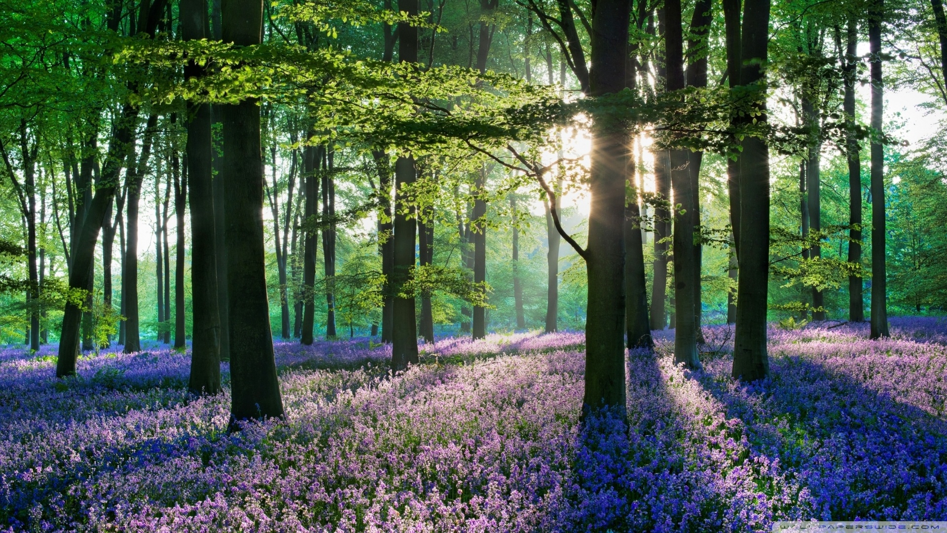 Beautiful field of violet flowers in a