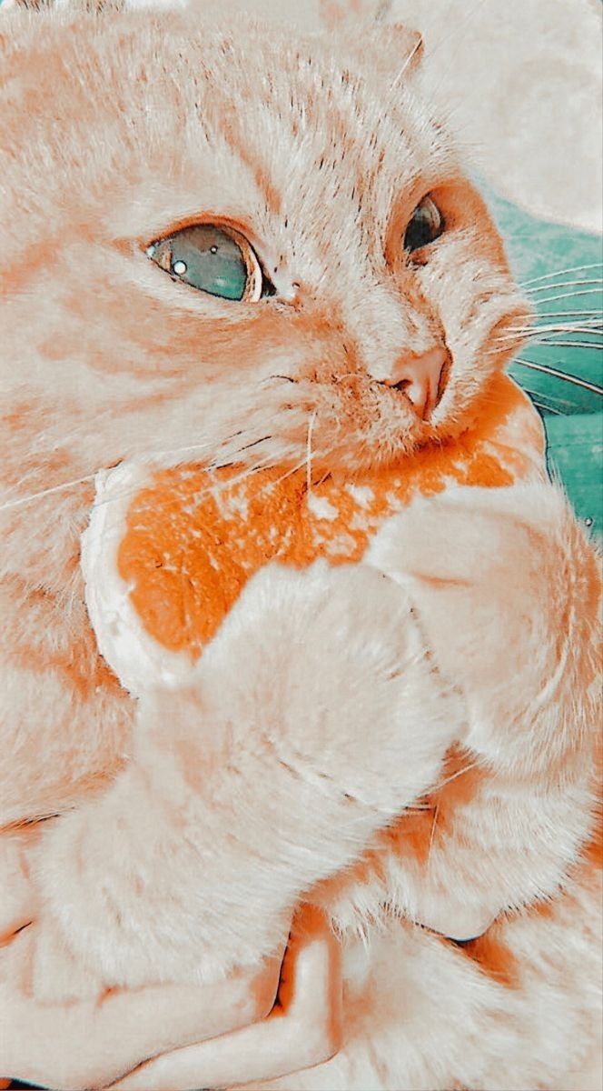 Cat drawing. cat wallpaper. animal