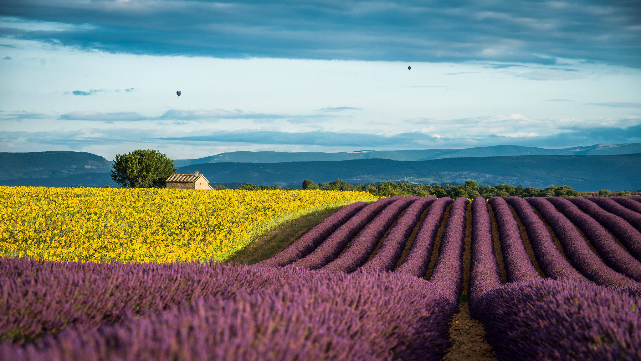 Wallpaper summer, sunflowers, France