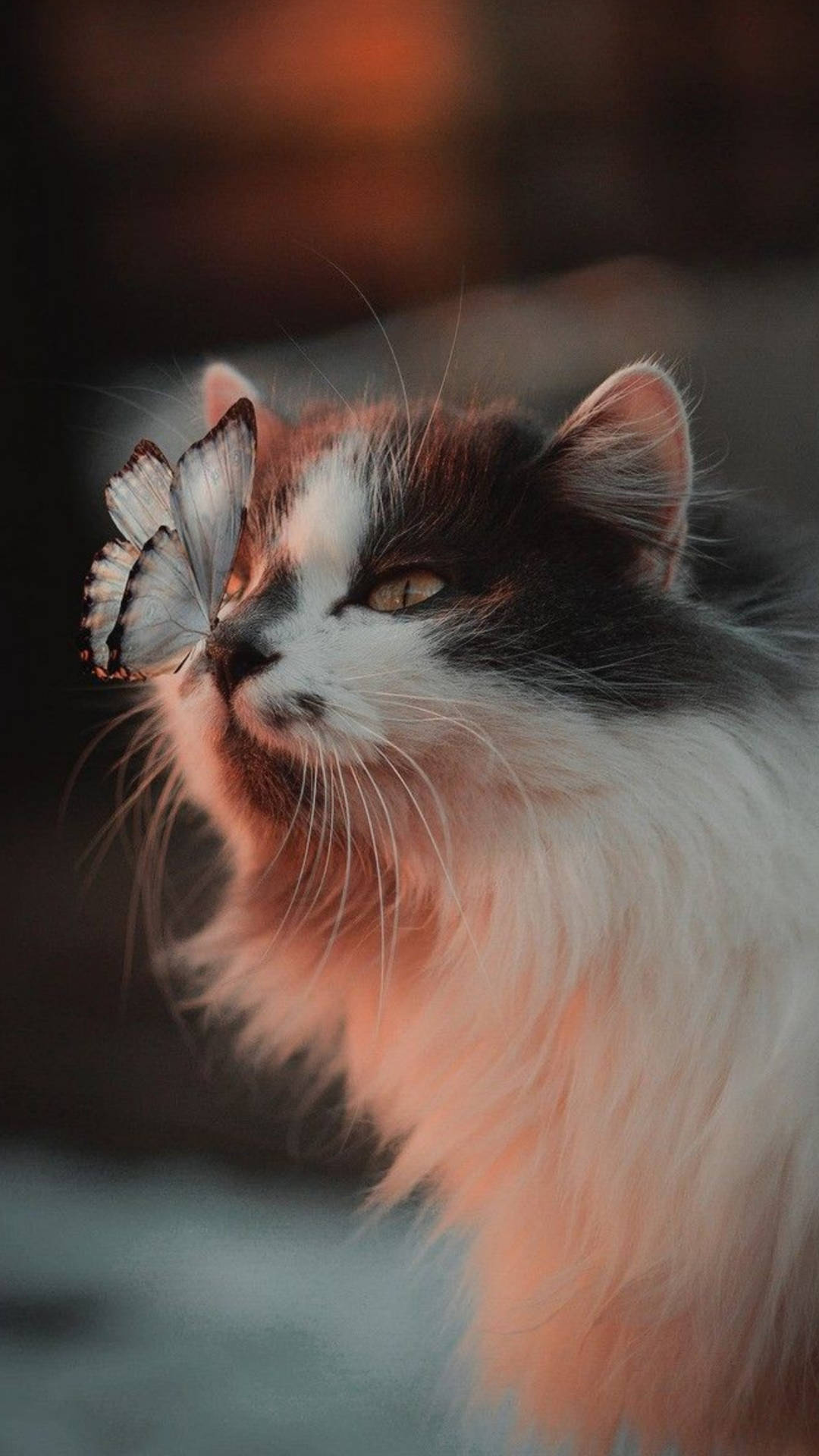 Norwegian Forest Cute Cat Aesthetic