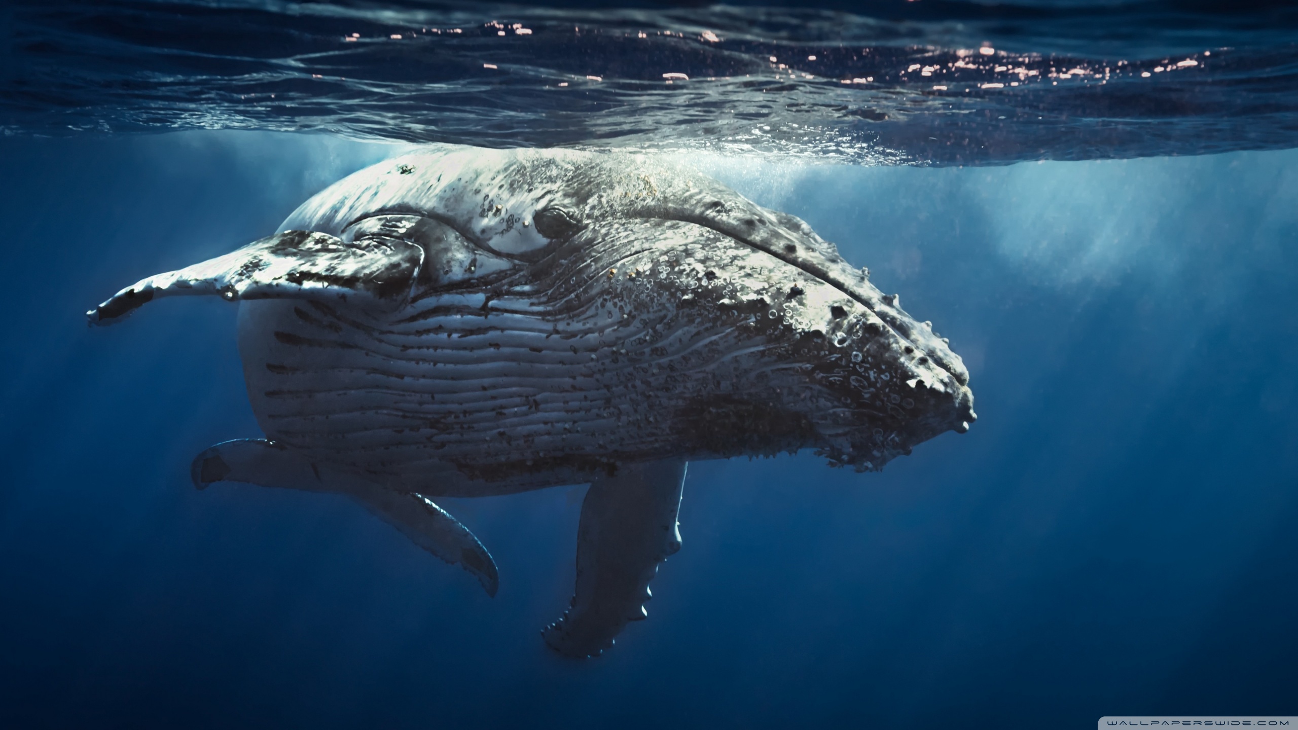 Sea Life Ultra HD Desktop Background