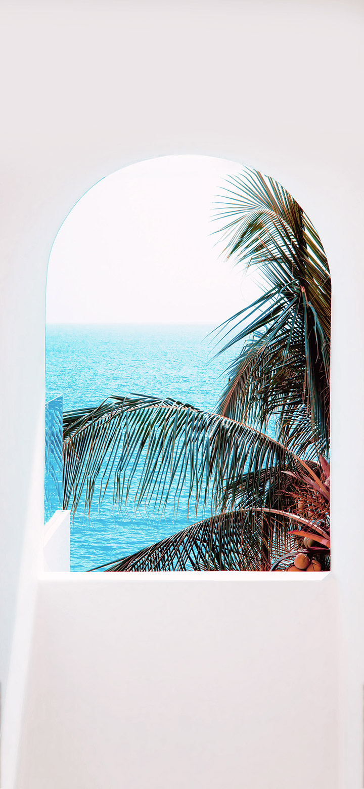 Aesthetic View Of The Palm Tree And
