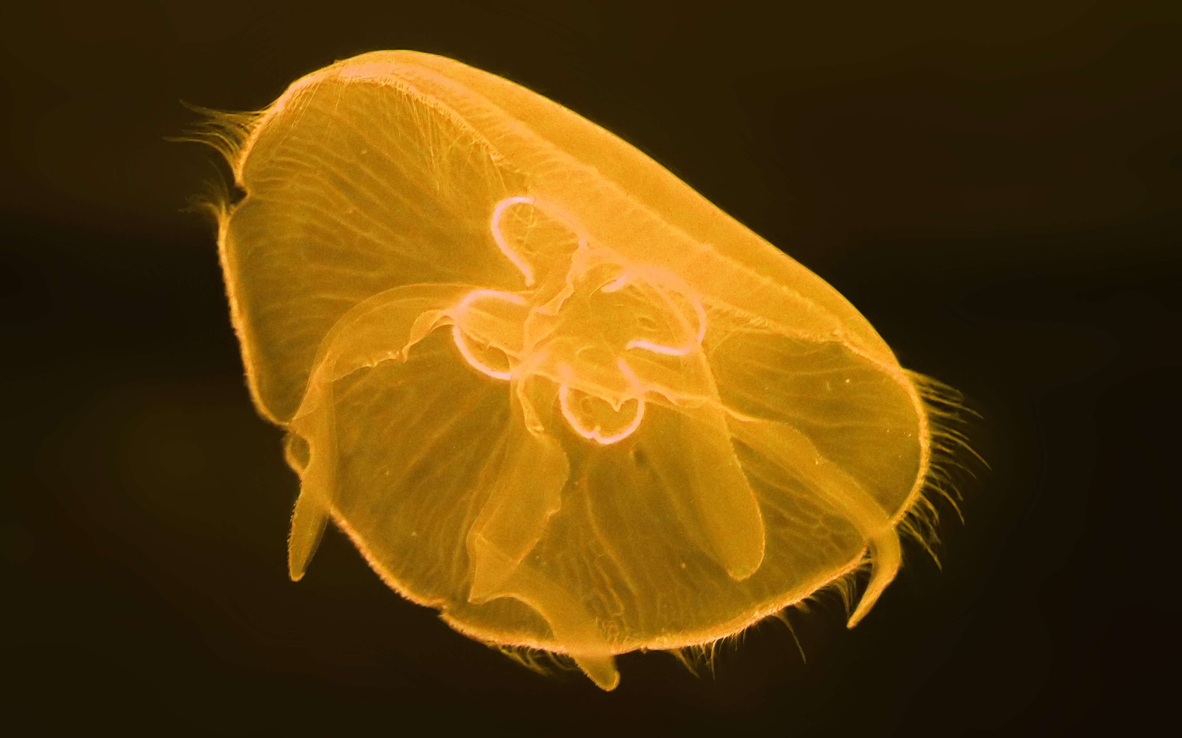 Deep Ocean Life Jellyfish Yellow