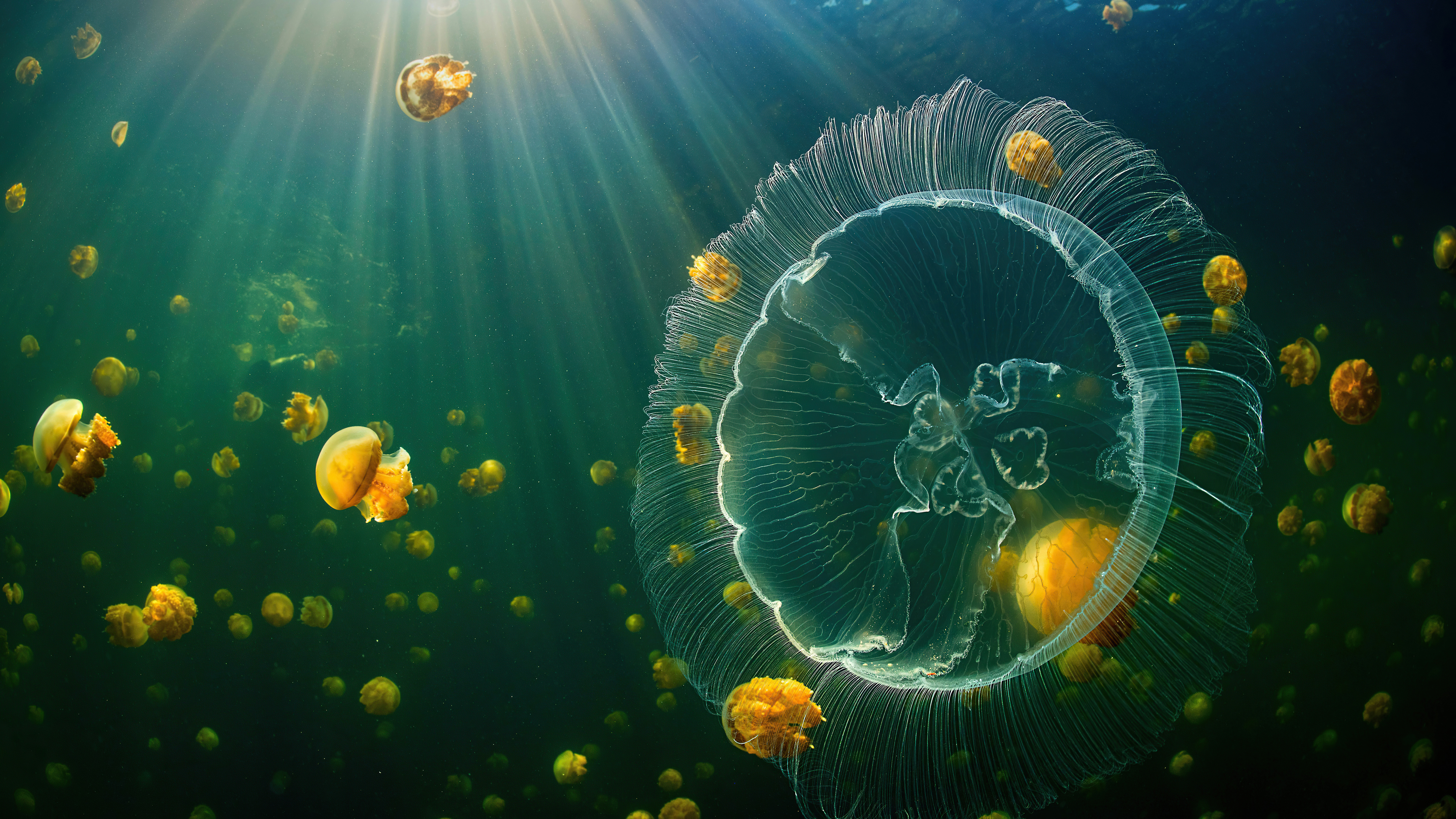 Jellyfish Sea Life 5k Wallpaper, HD
