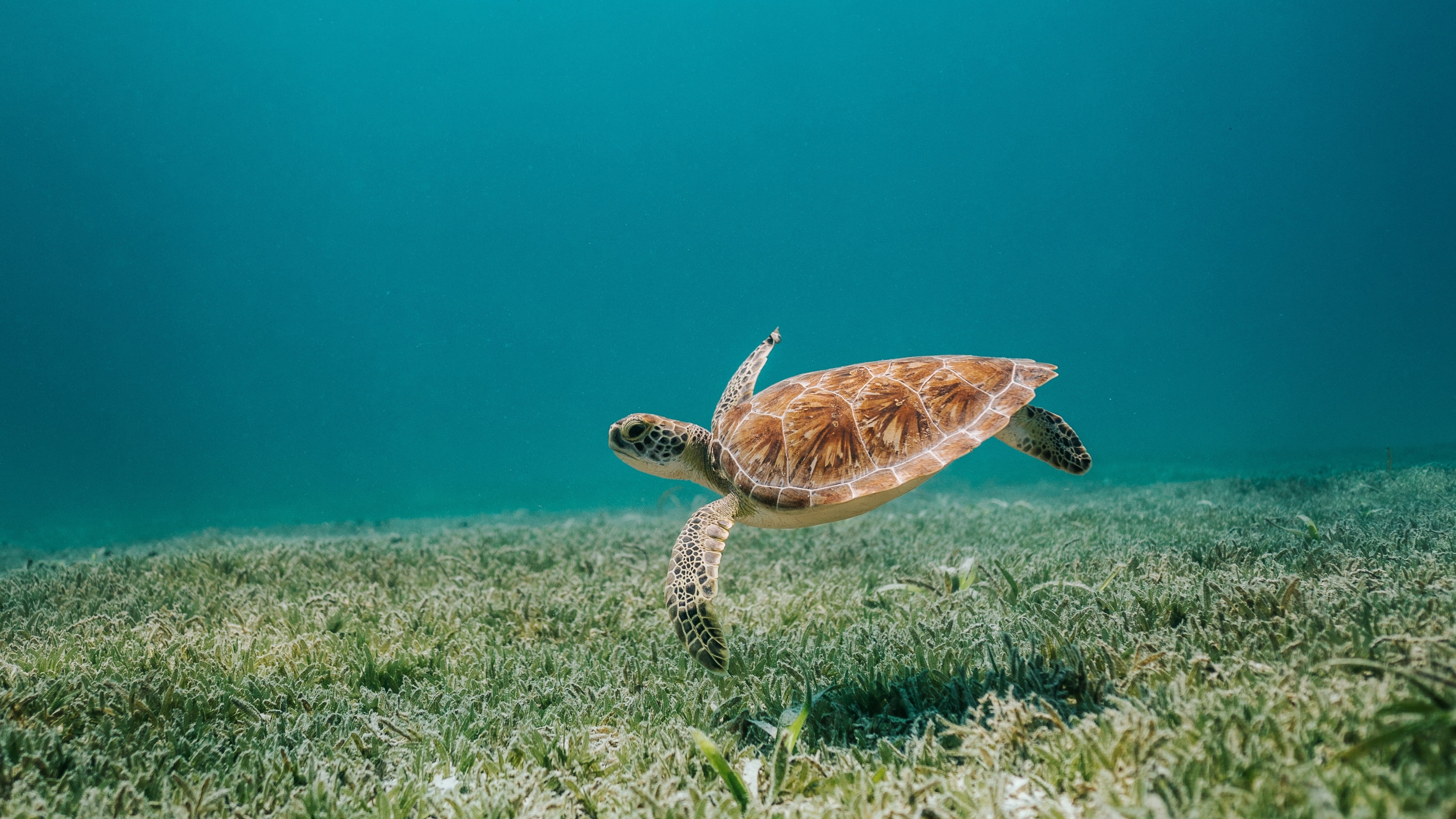 Download wallpaper 3840x2160 sealife