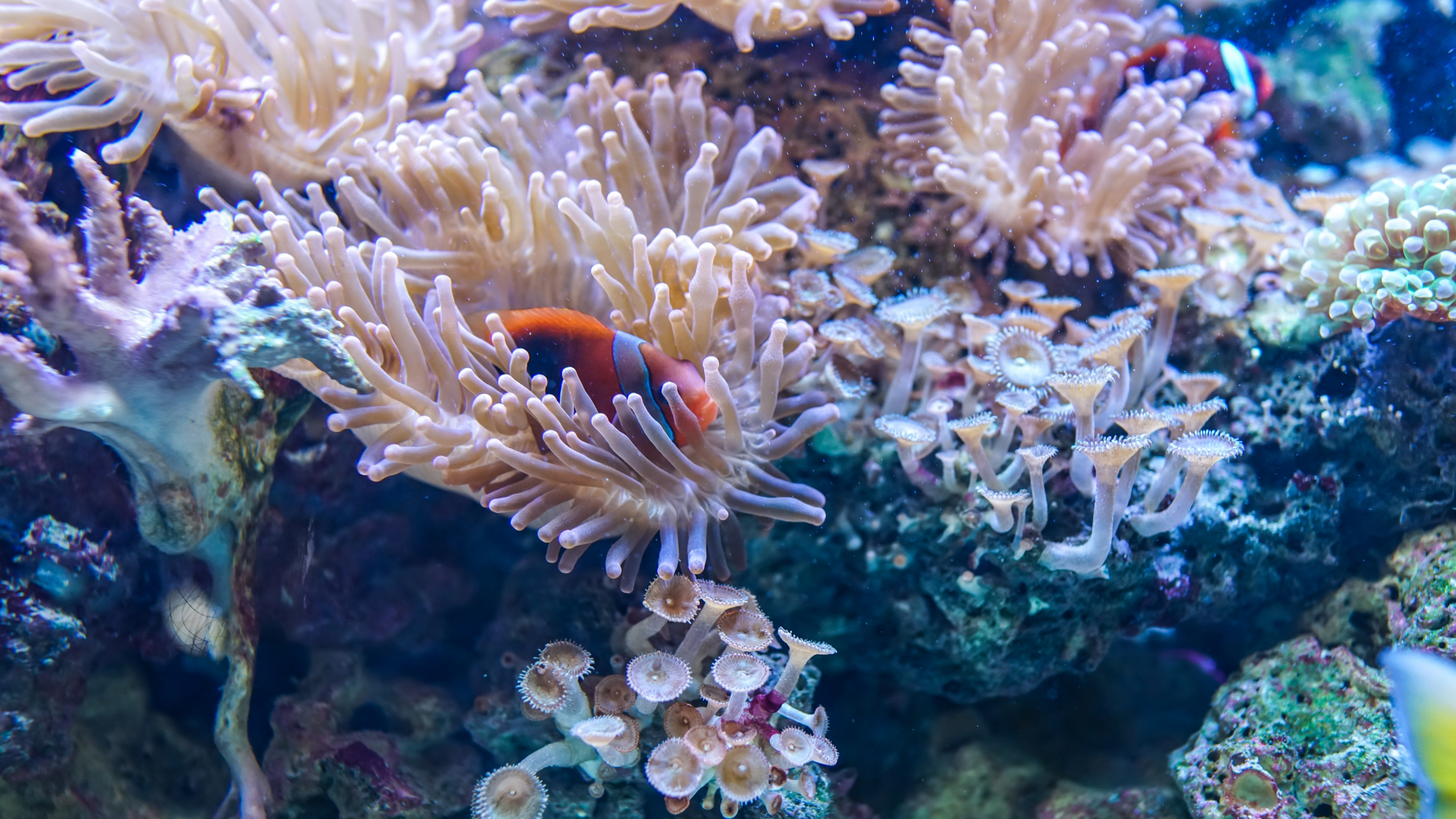 Download wallpaper 3840x2160 coral