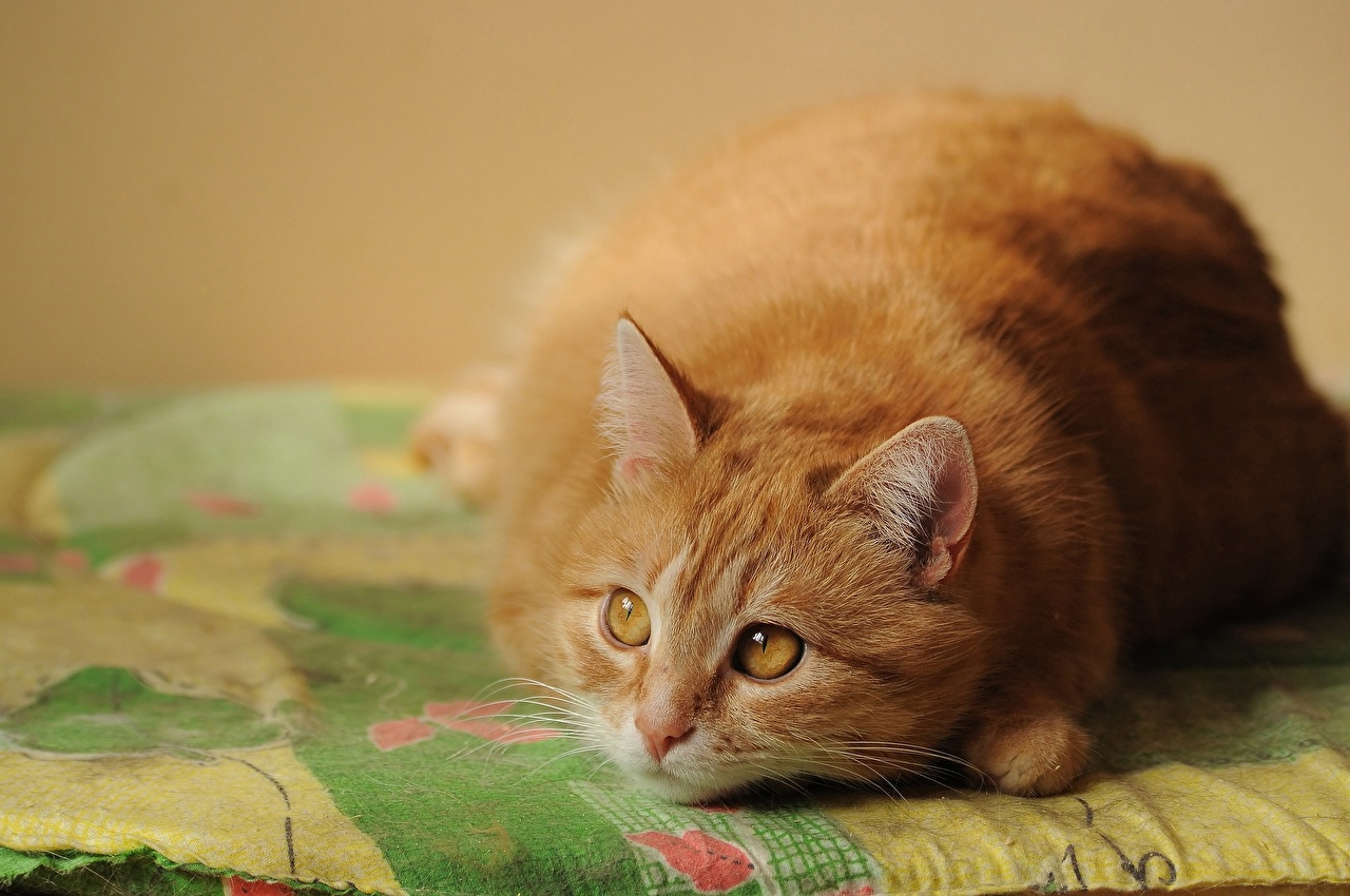 Wallpaper cat Fat Ginger color Staring