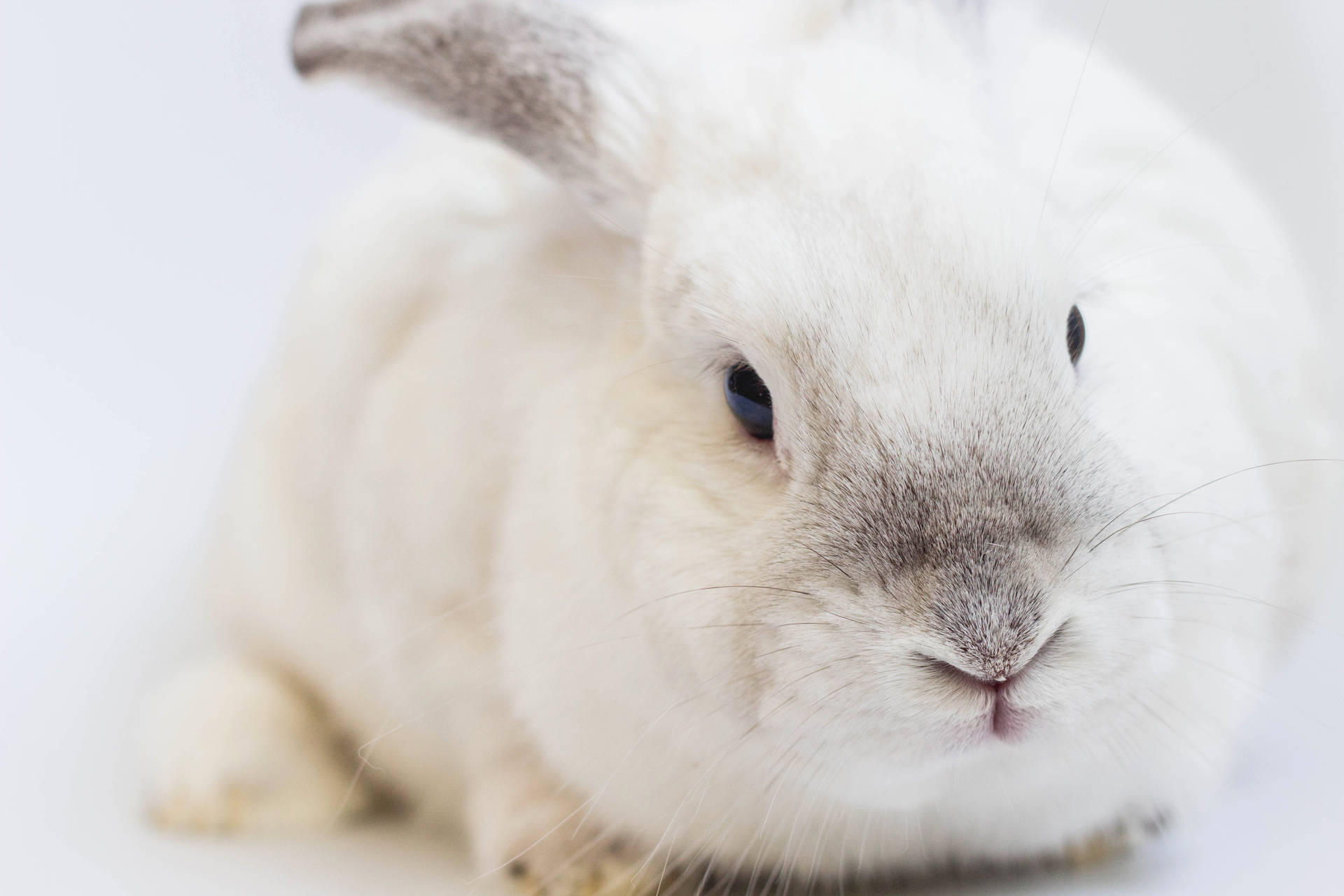 Download Chubby White Rabbit Wallpaper