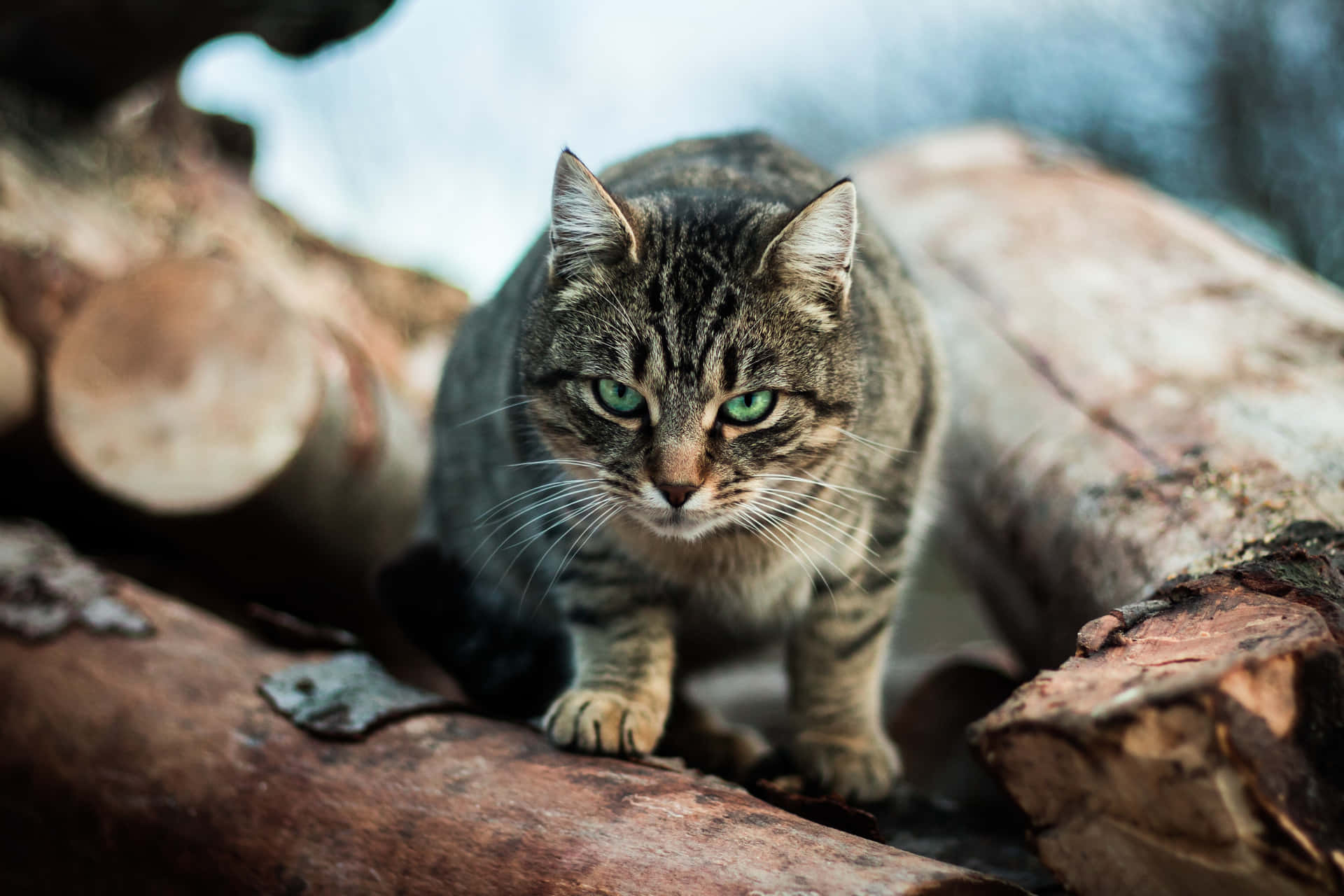 Download Adorable Chubby Cat Posing