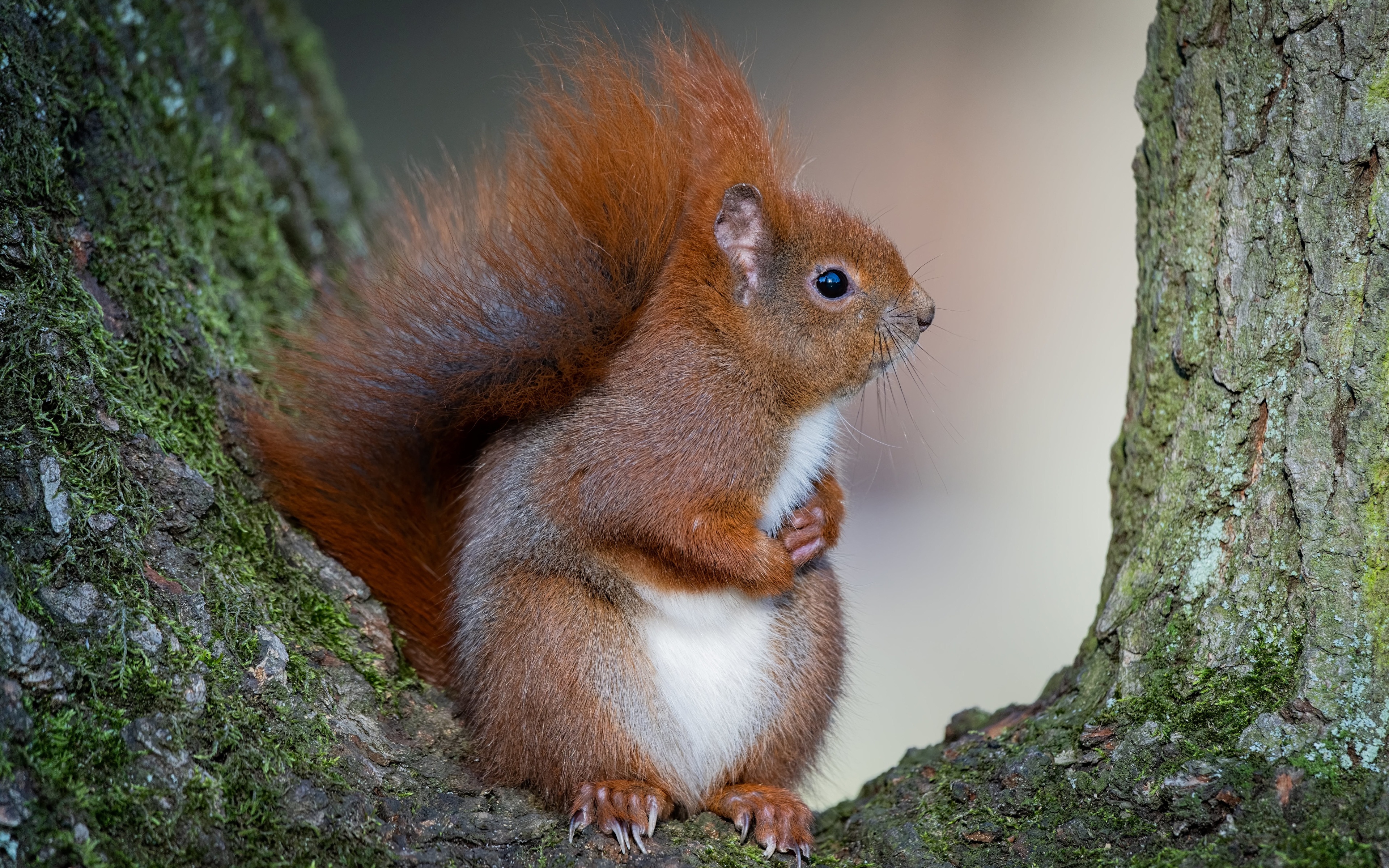 Desktop Wallpaper Squirrels Rodents