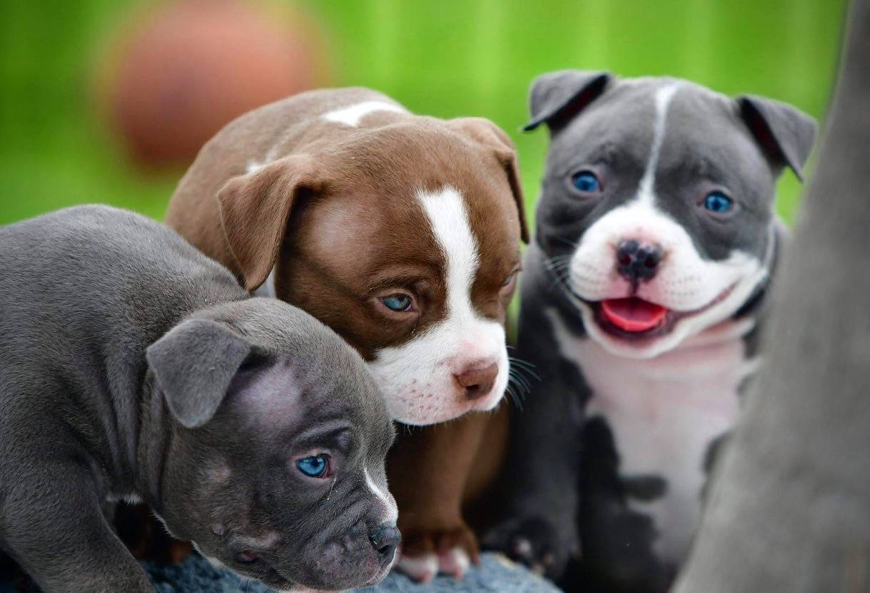 Download free Pitbull Puppies With