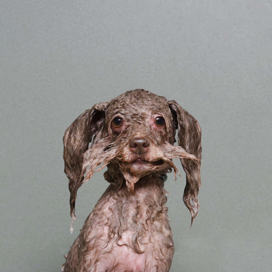 Wet Dog Wallpaper