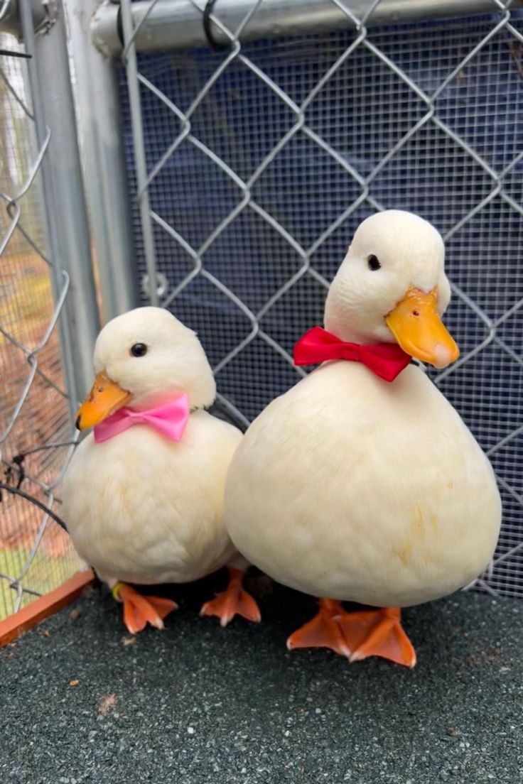 Cute ducklings, Baby ducks