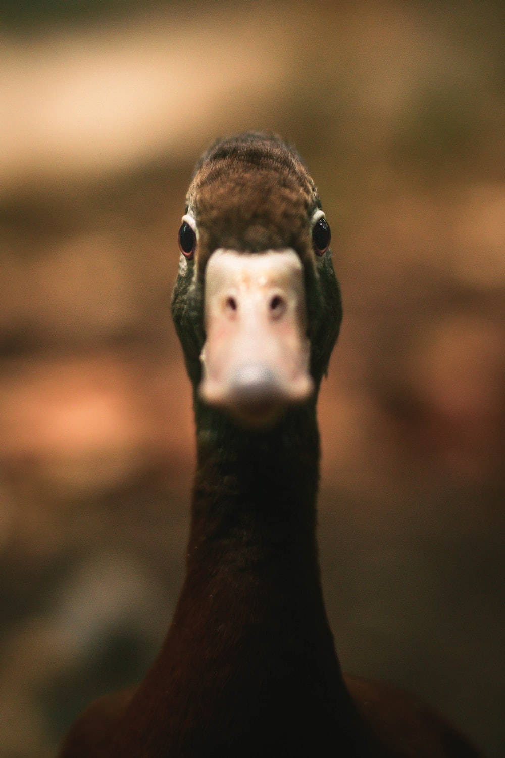 Tilt Shift Blur Of A Duck PFP Wallpaper