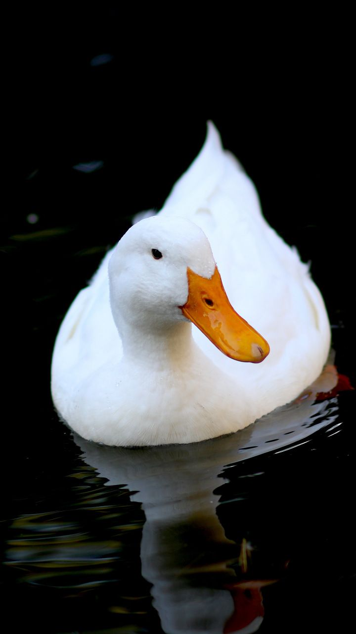 White duck, bird, swim, 720x1280