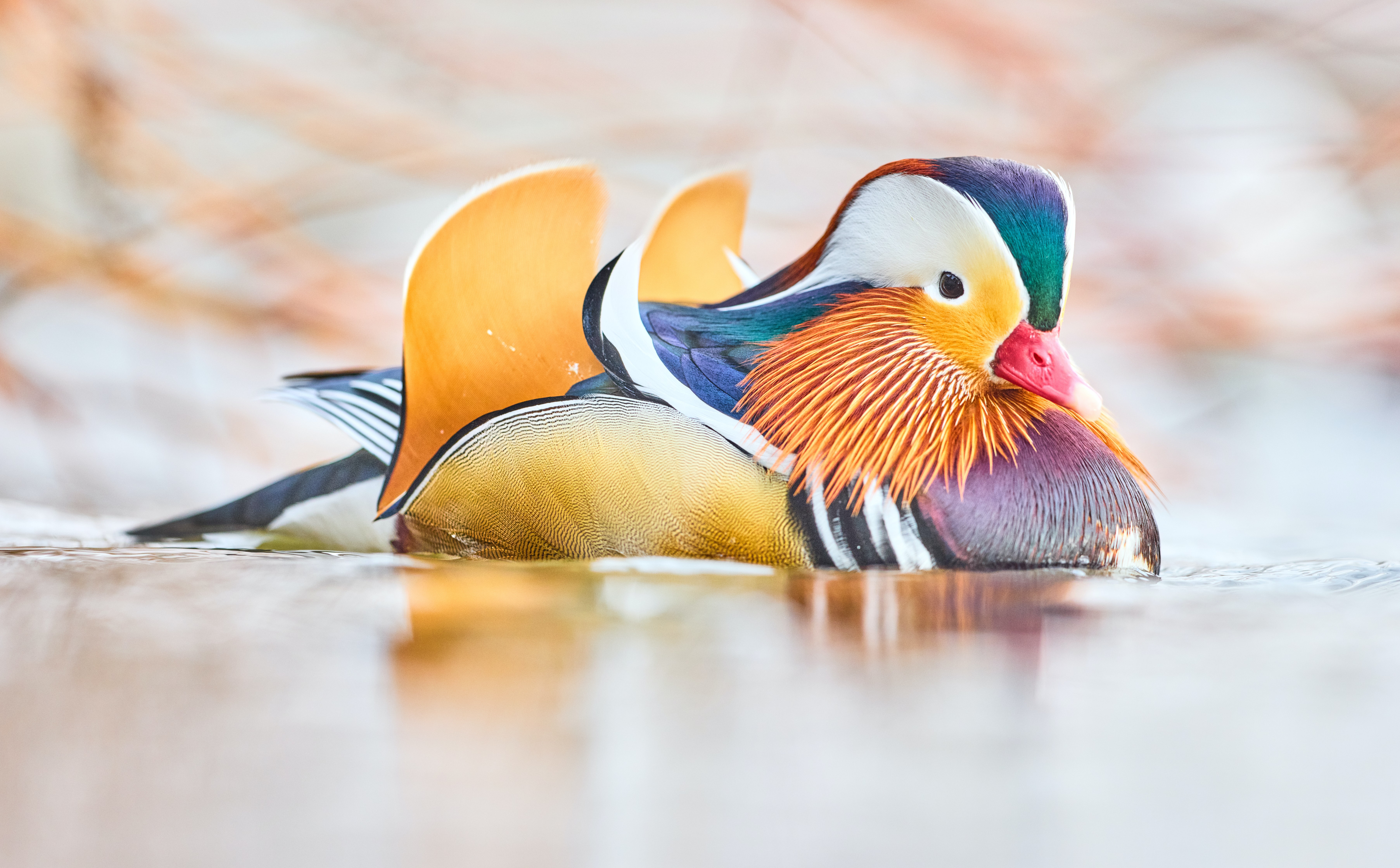 Animal Mandarin Duck 4k Ultra HD Wallpaper