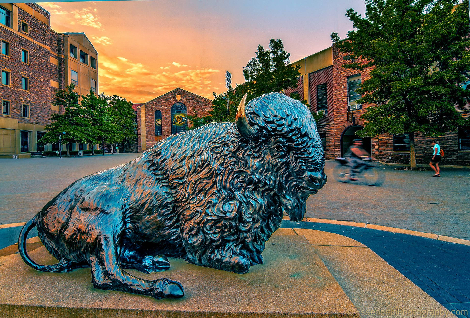 At Boulder Buffalo Statue Wallpaper