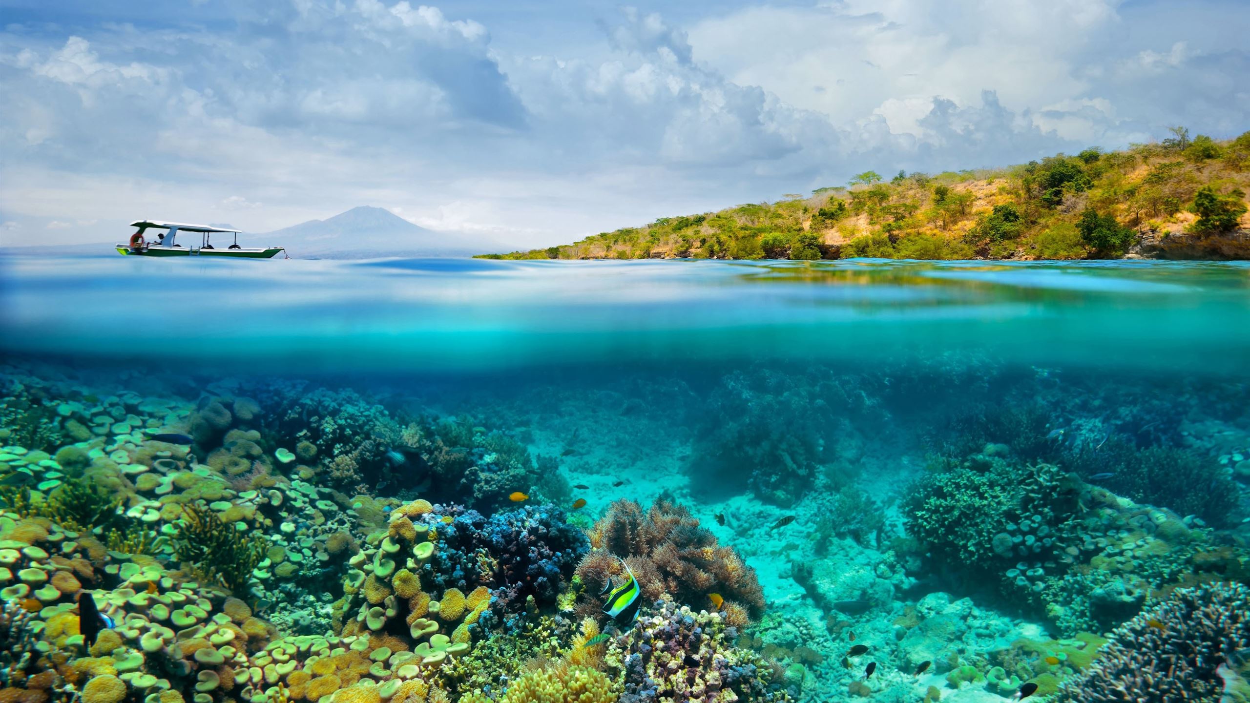 Half Underwater Half Above Water