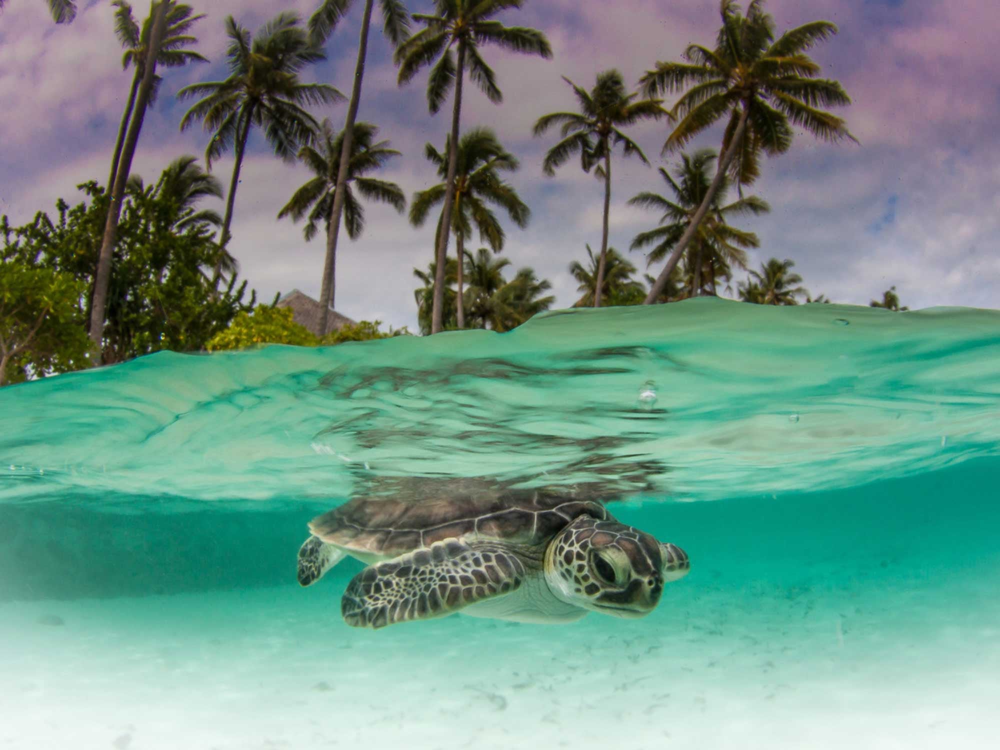 Split Shots) Underwater Camera Settings