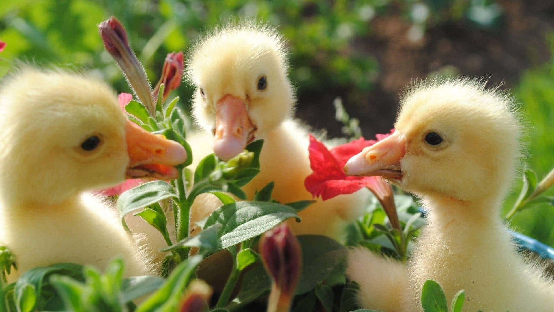 Baby Duck Picture