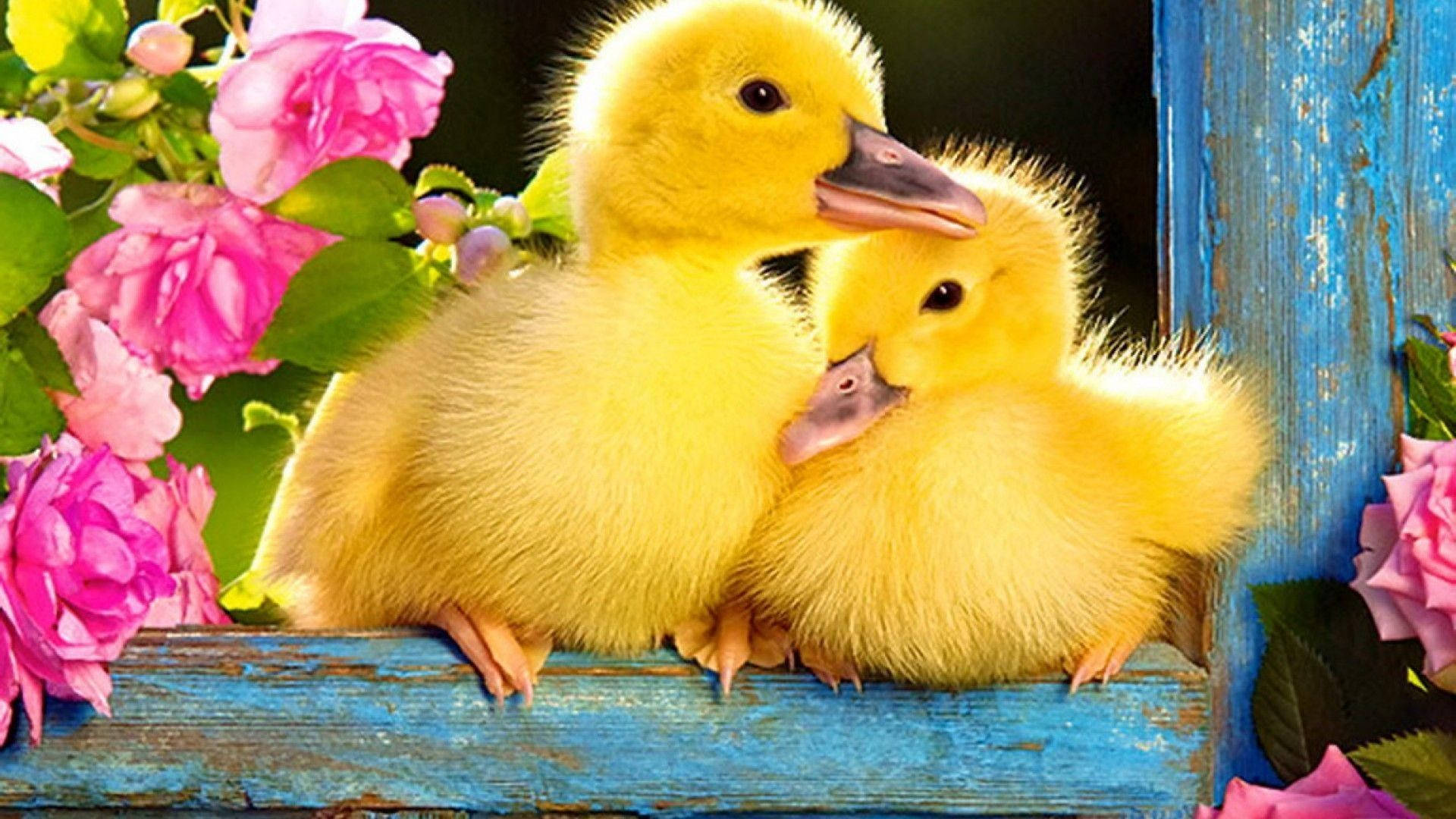 Download Sweet Baby Ducks Wallpaper