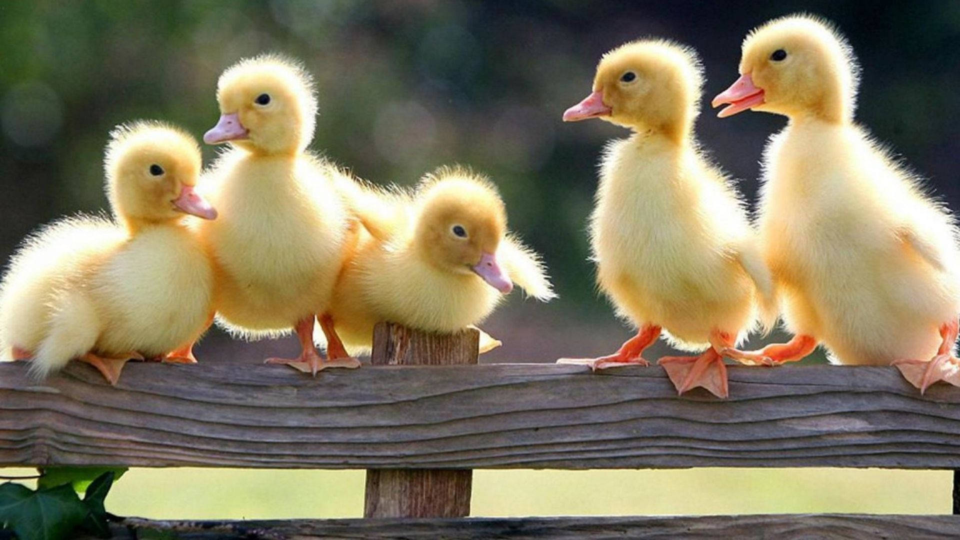 Download free Baby Ducks Friends