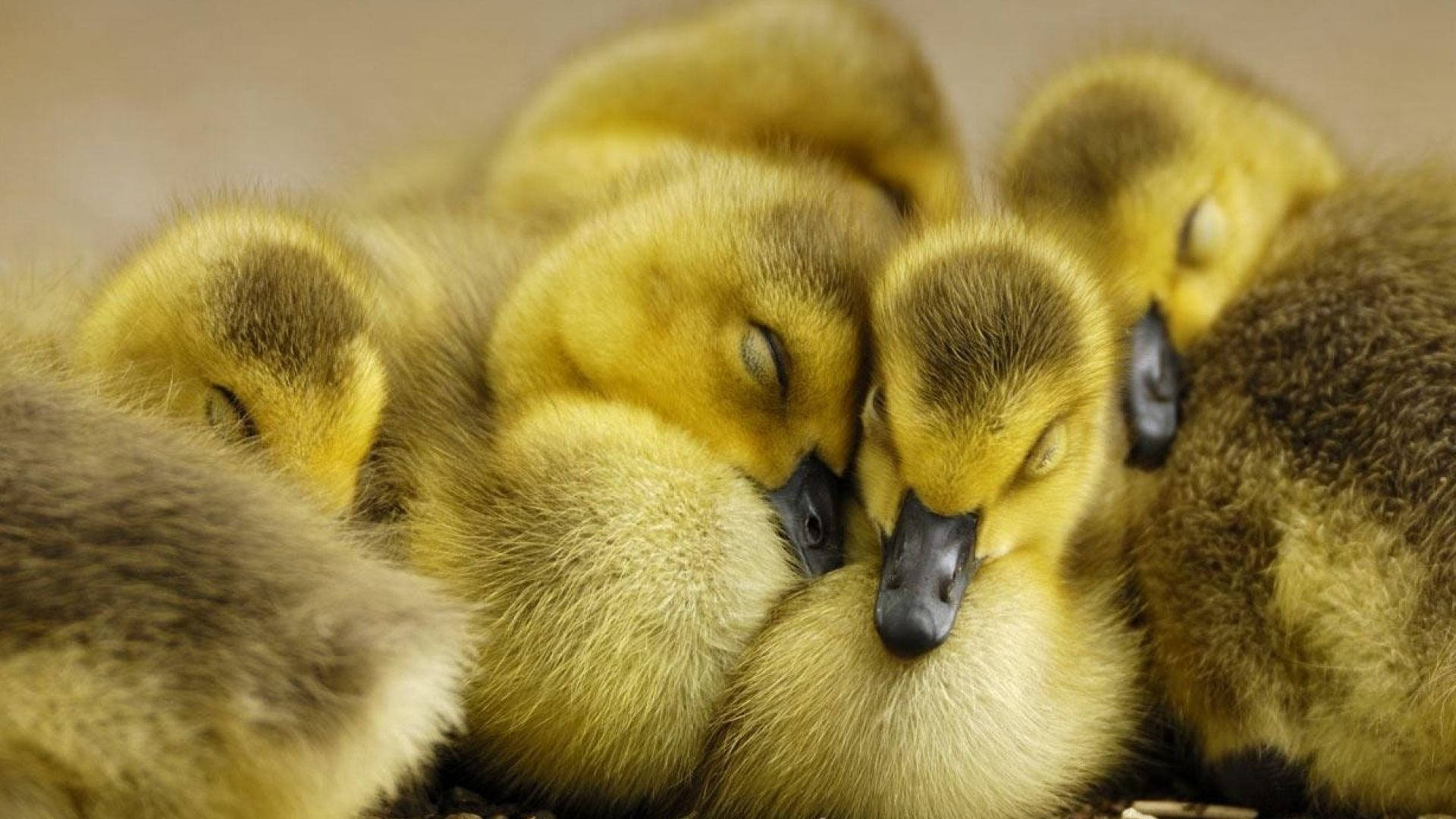 Baby Duck Wallpaper