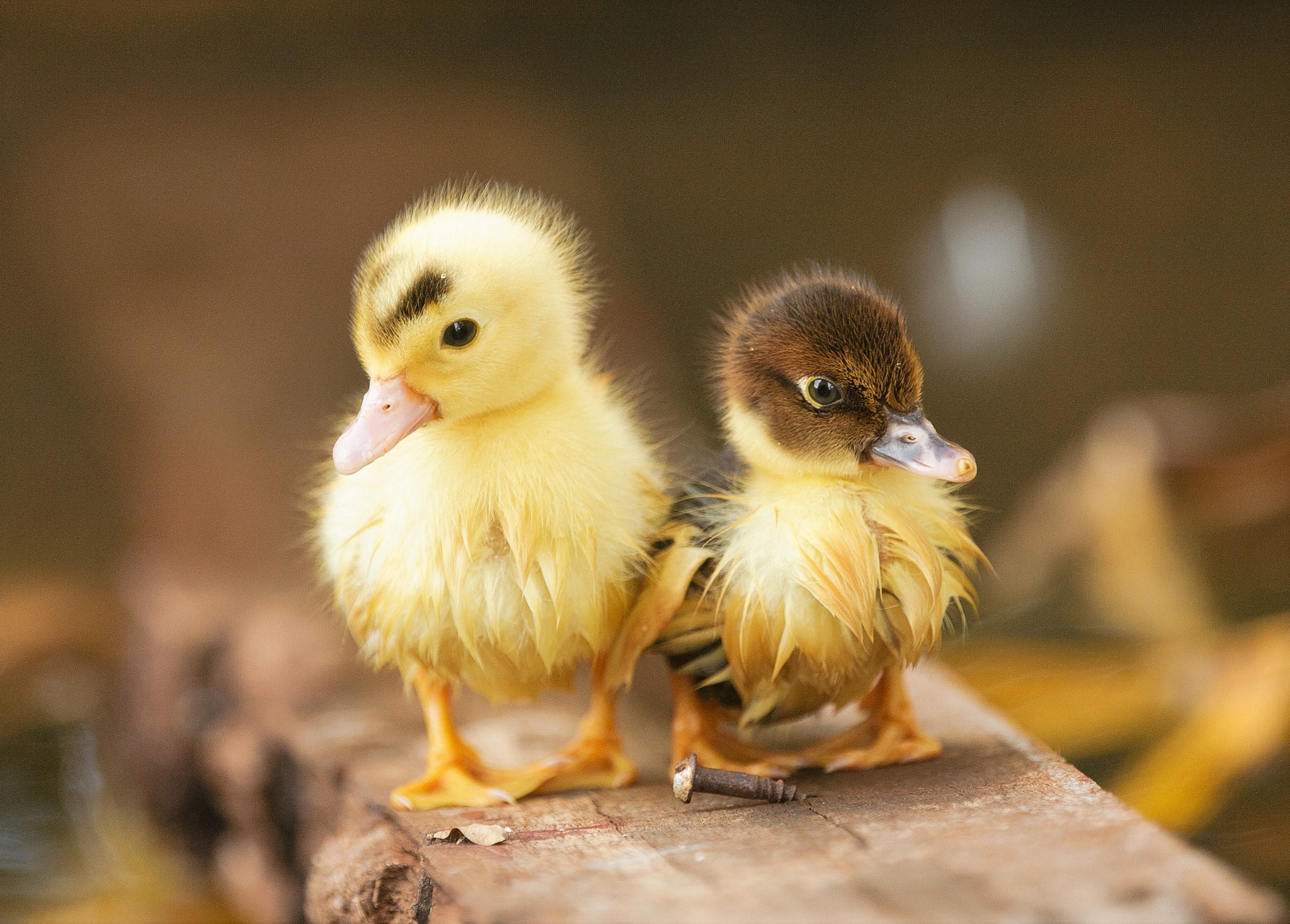 Ducklings