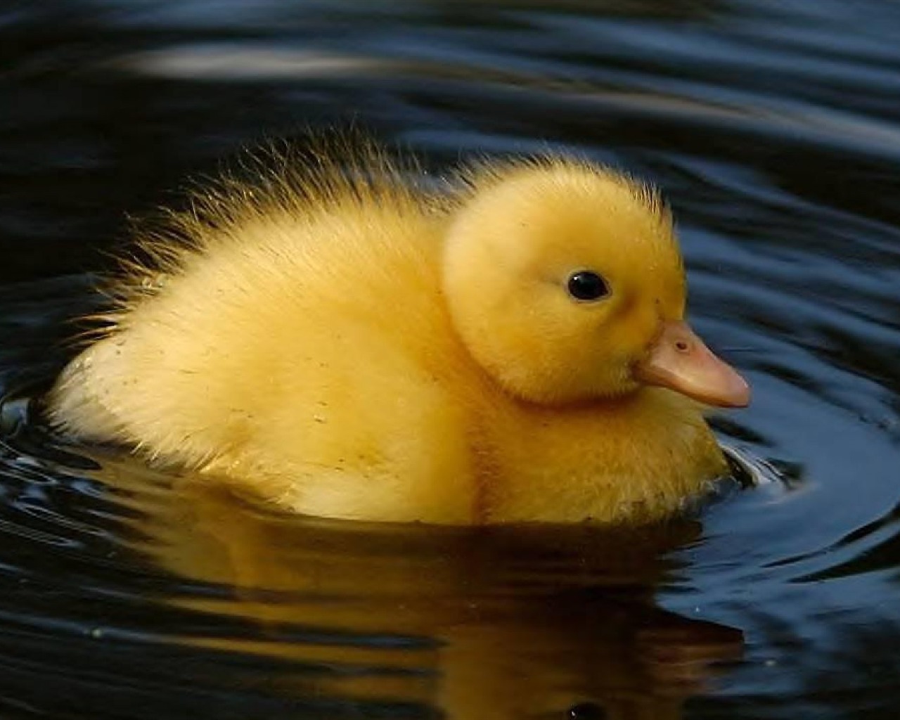 Cute Baby Duck Animal HD Wallpaper