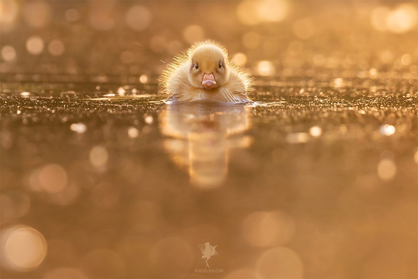 Mellow Yellow Ducklings