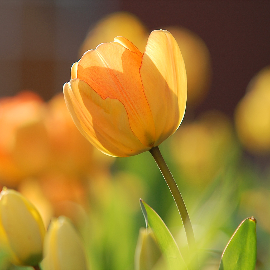 Flower Spring Tulip Orange Nature