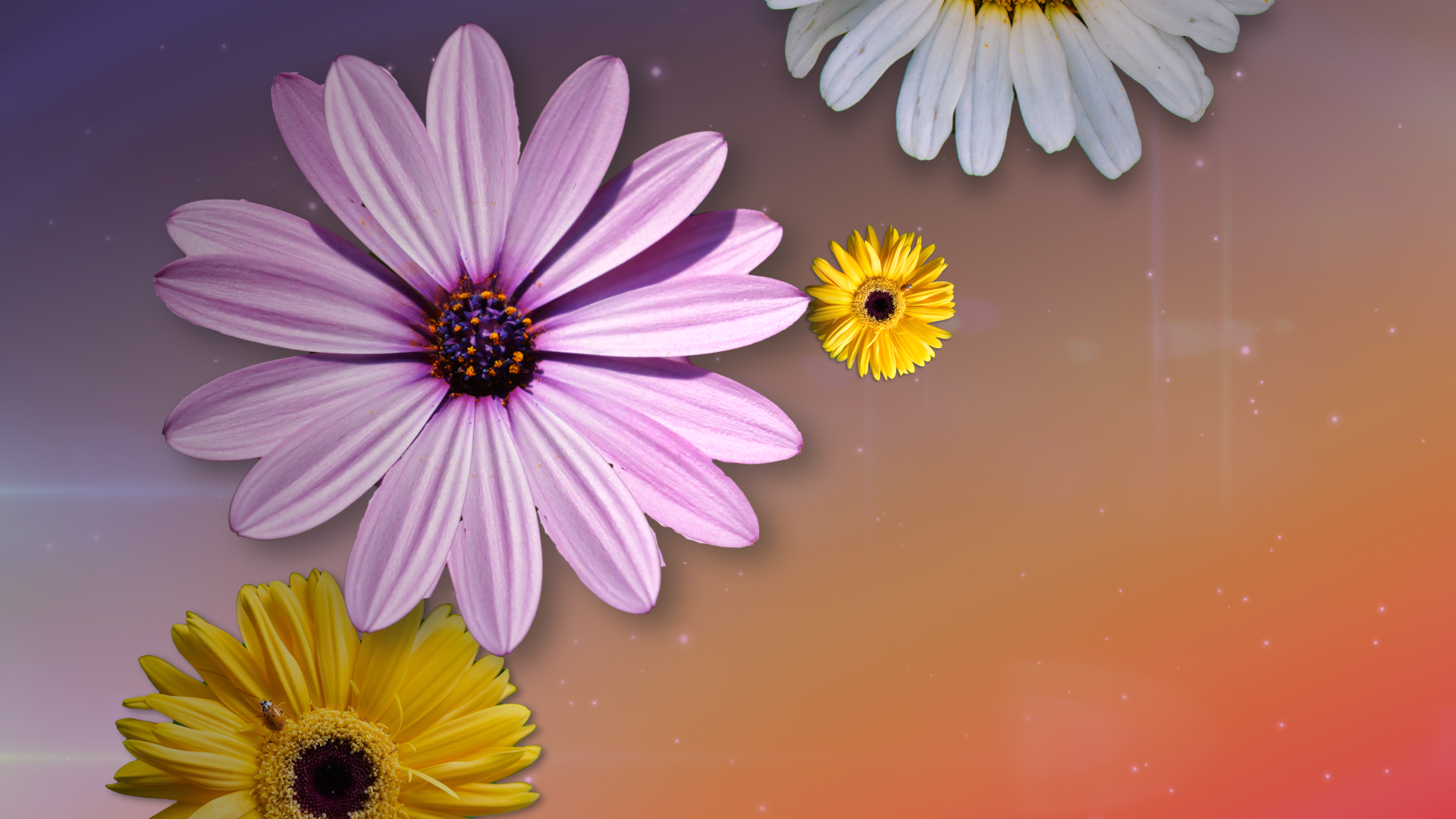 Mothers Day Flowers Graphics