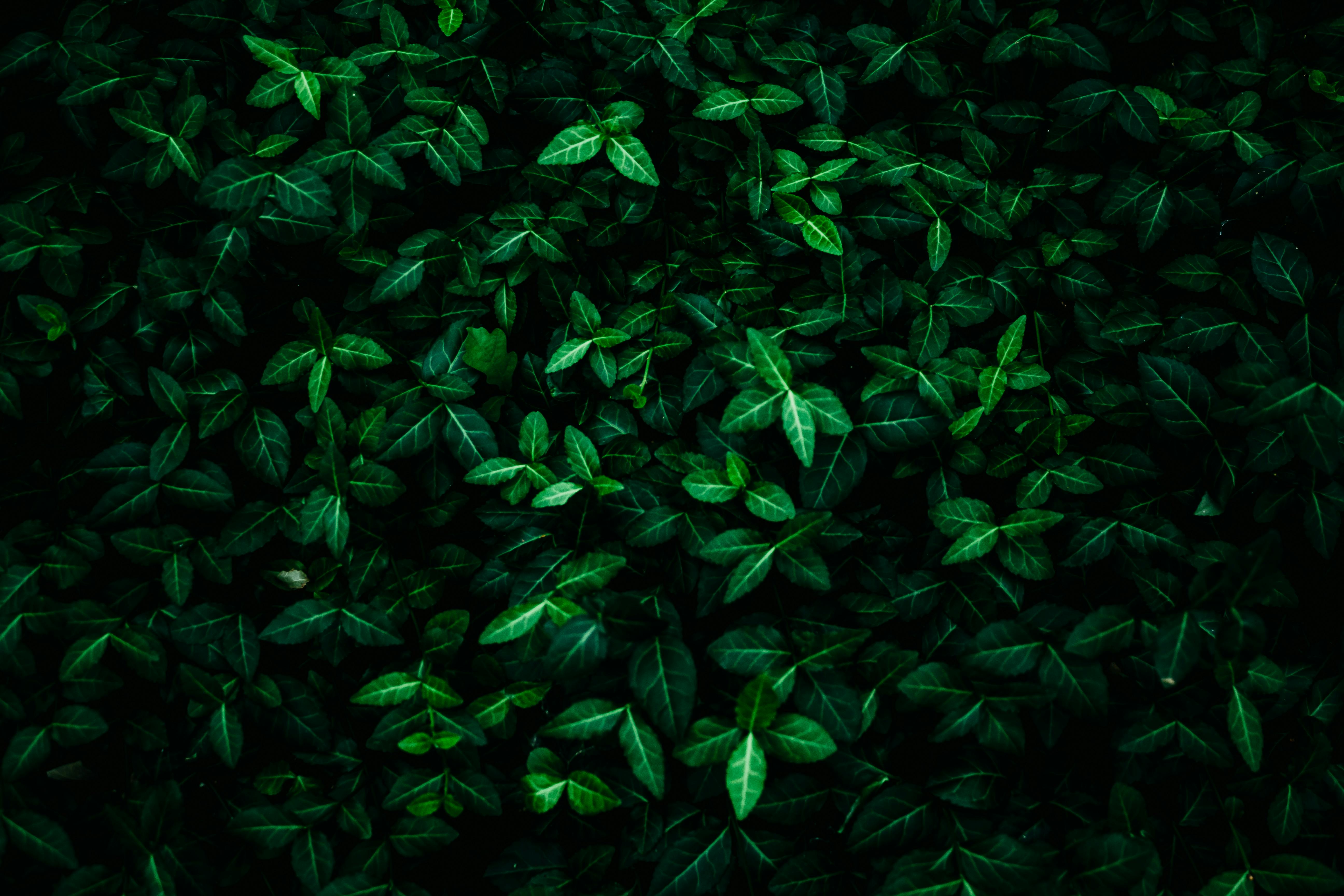 Green Leaves Photo, Download The BEST Free Green Leaves & HD Image