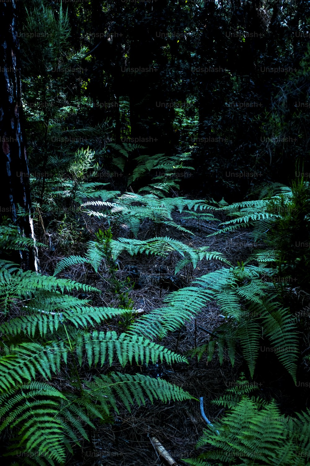 30,Dark Green Wallpaper Picture