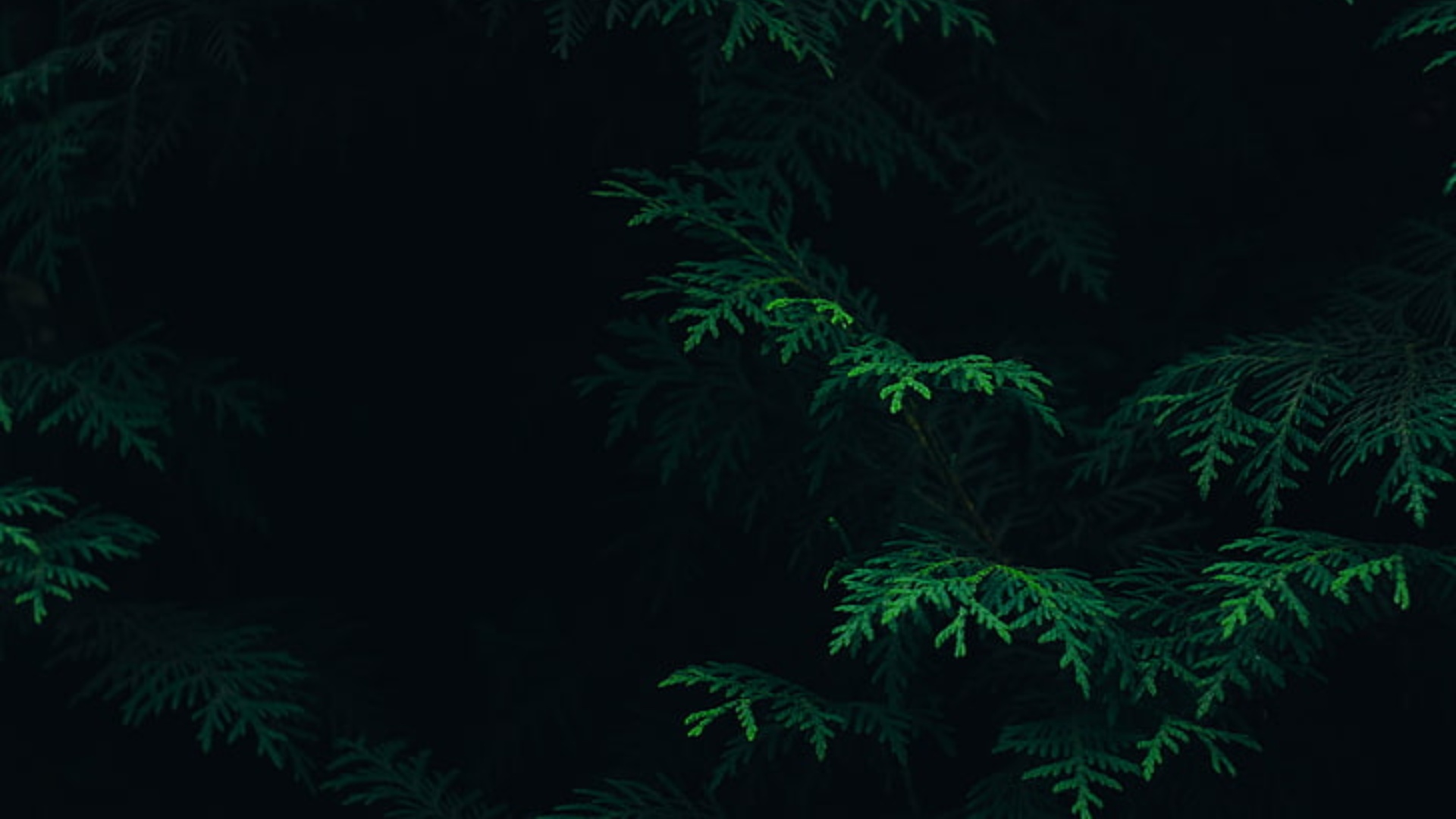 Best Dark Green Wallpaper