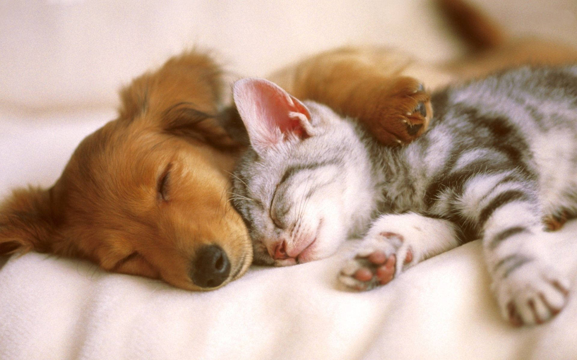 Download Sleeping Dog And Cat Wallpaper