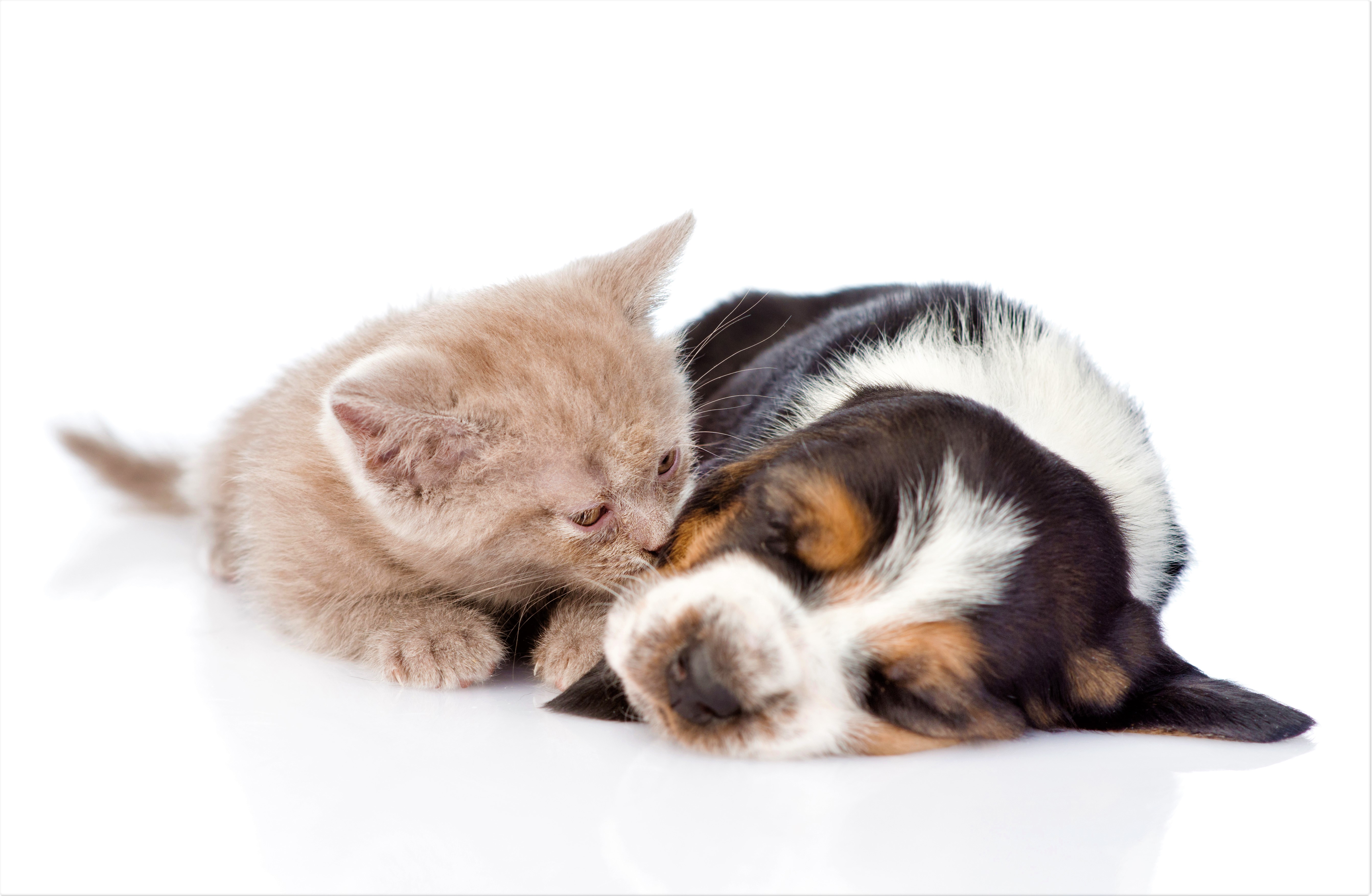 HD desktop wallpaper: Cat, Kitten, Dog