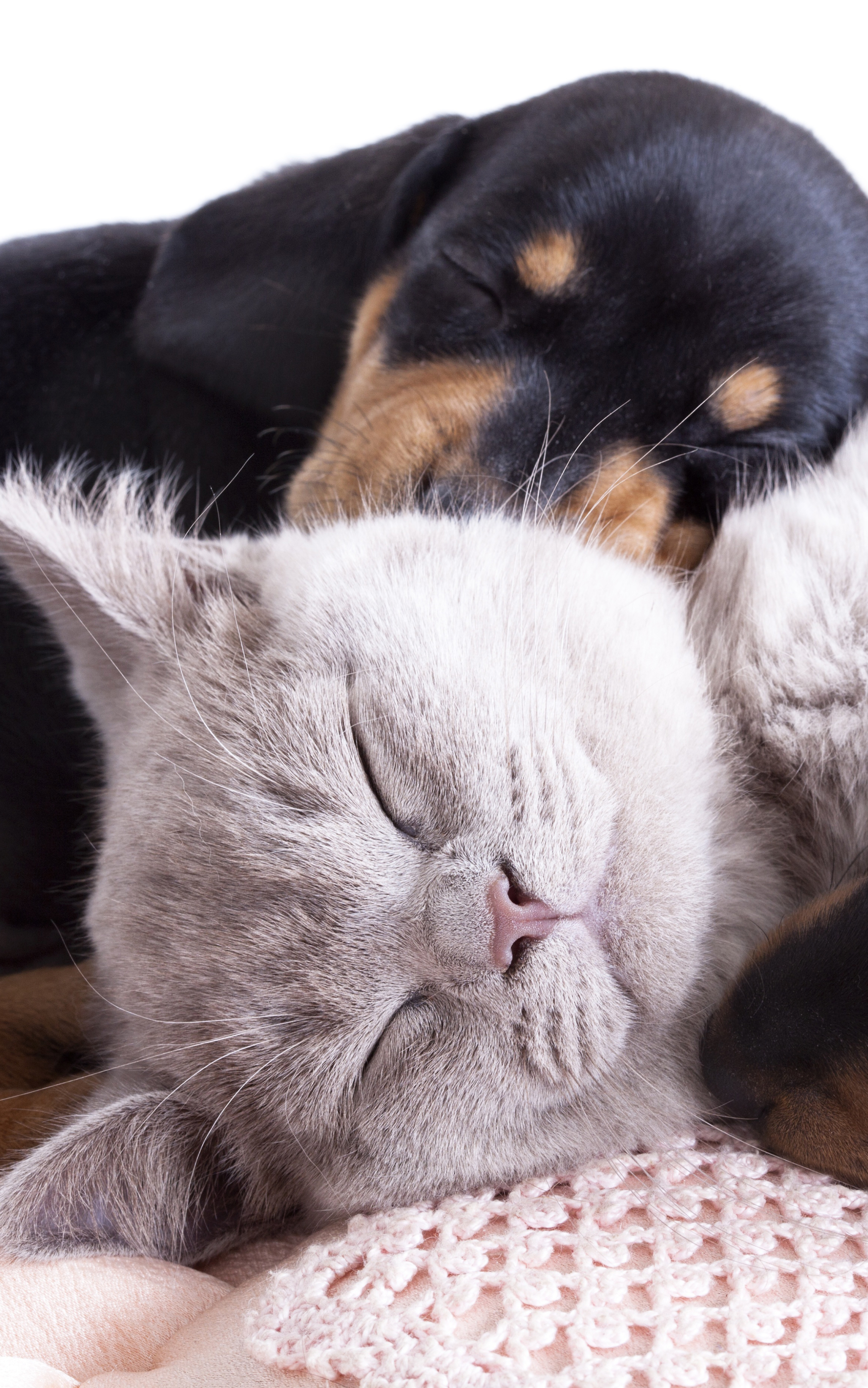 Cat & Dog Phone Wallpaper