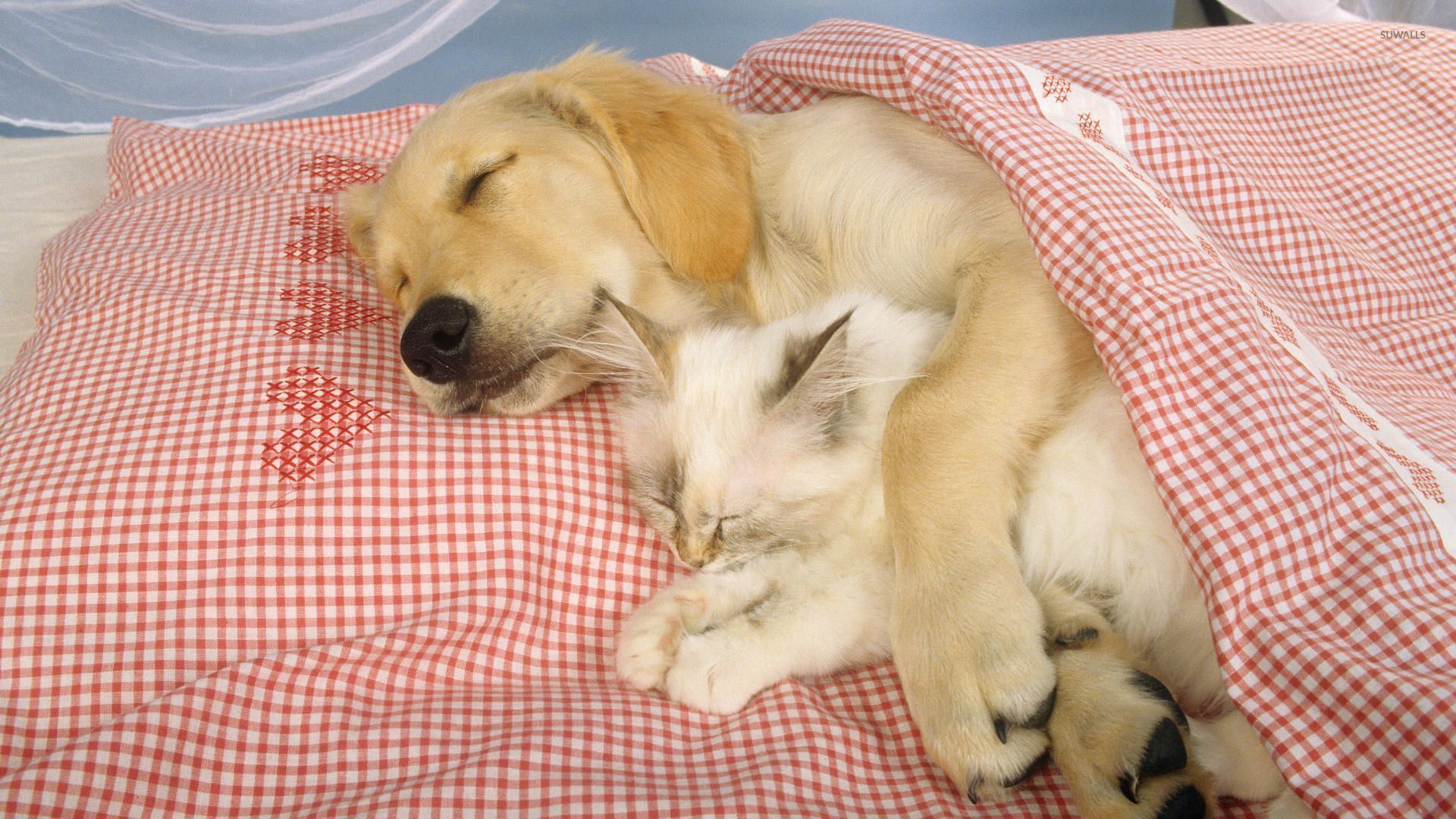 Sleeping dog holding a cute kitten