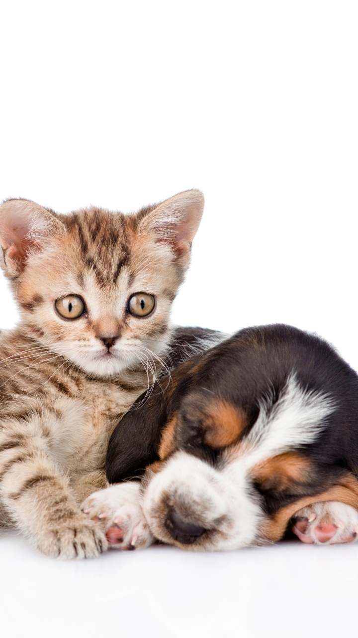 Mobile wallpaper: Cat, Kitten, Dog